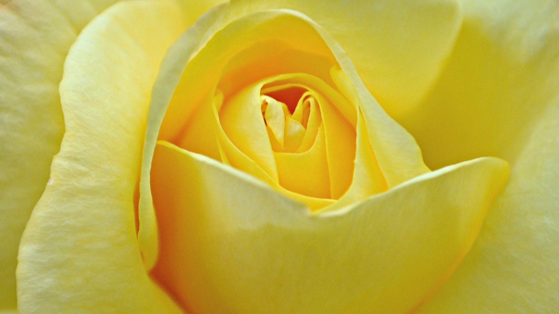 1920x1080 Free yellow roses wallpaper. HD Wallpaper Again, Desktop