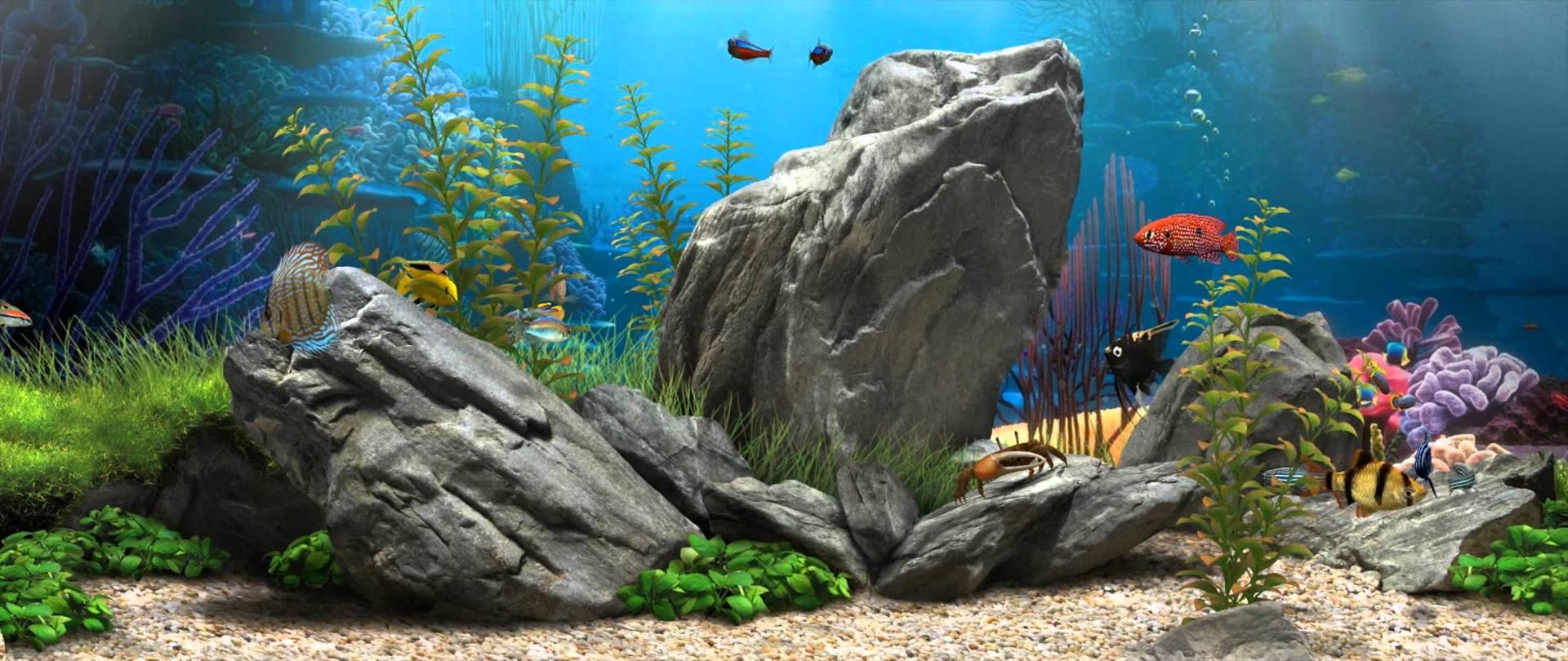 1920x810 Exclusive Live Fish Aquarium Wallpaper For Desk, Dual Screen