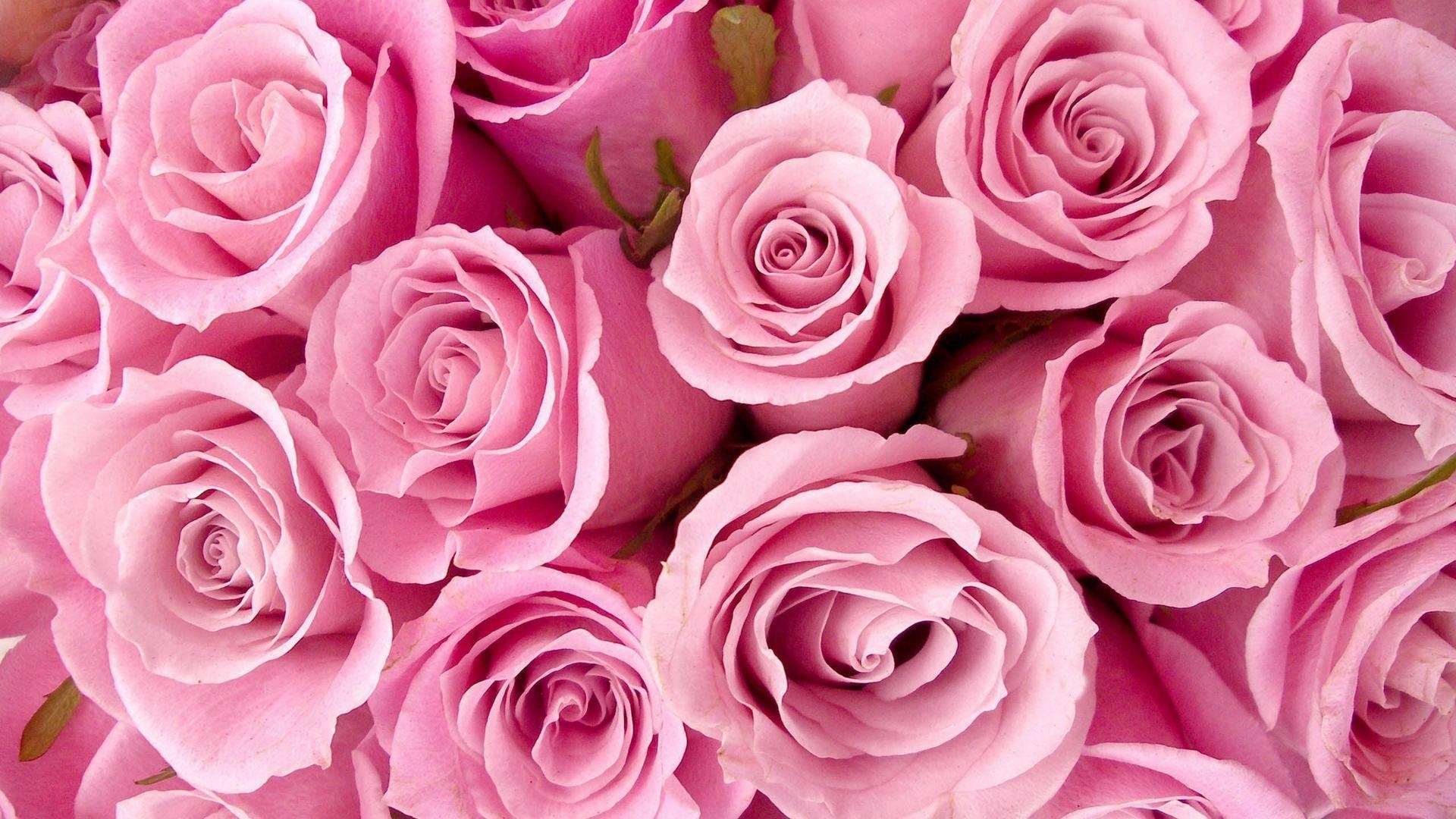 1920x1080 Pink Rose Wallpaper, Desktop