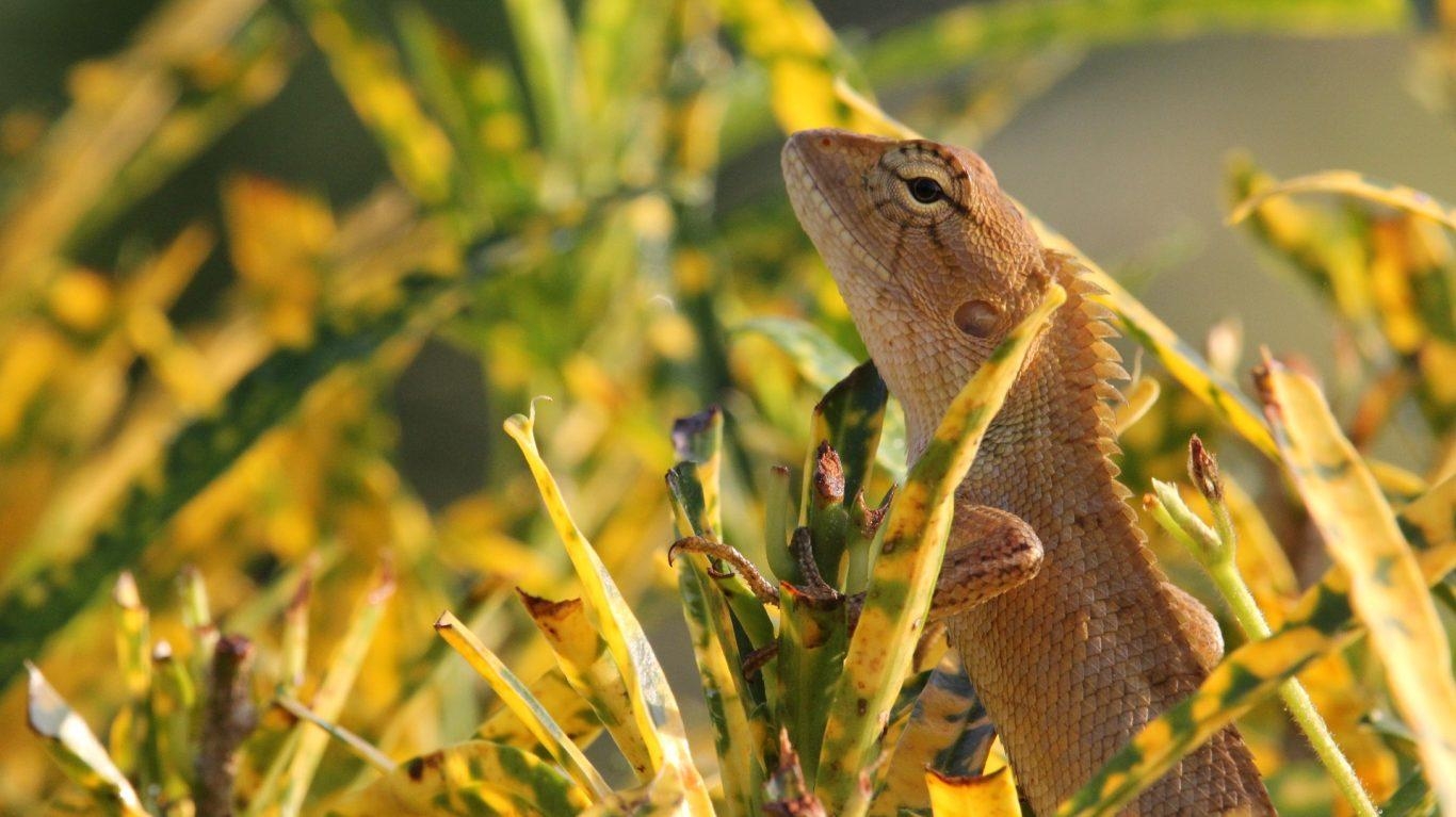 1370x770 Chameleon HD Wallpaper FREE HD Download, Desktop