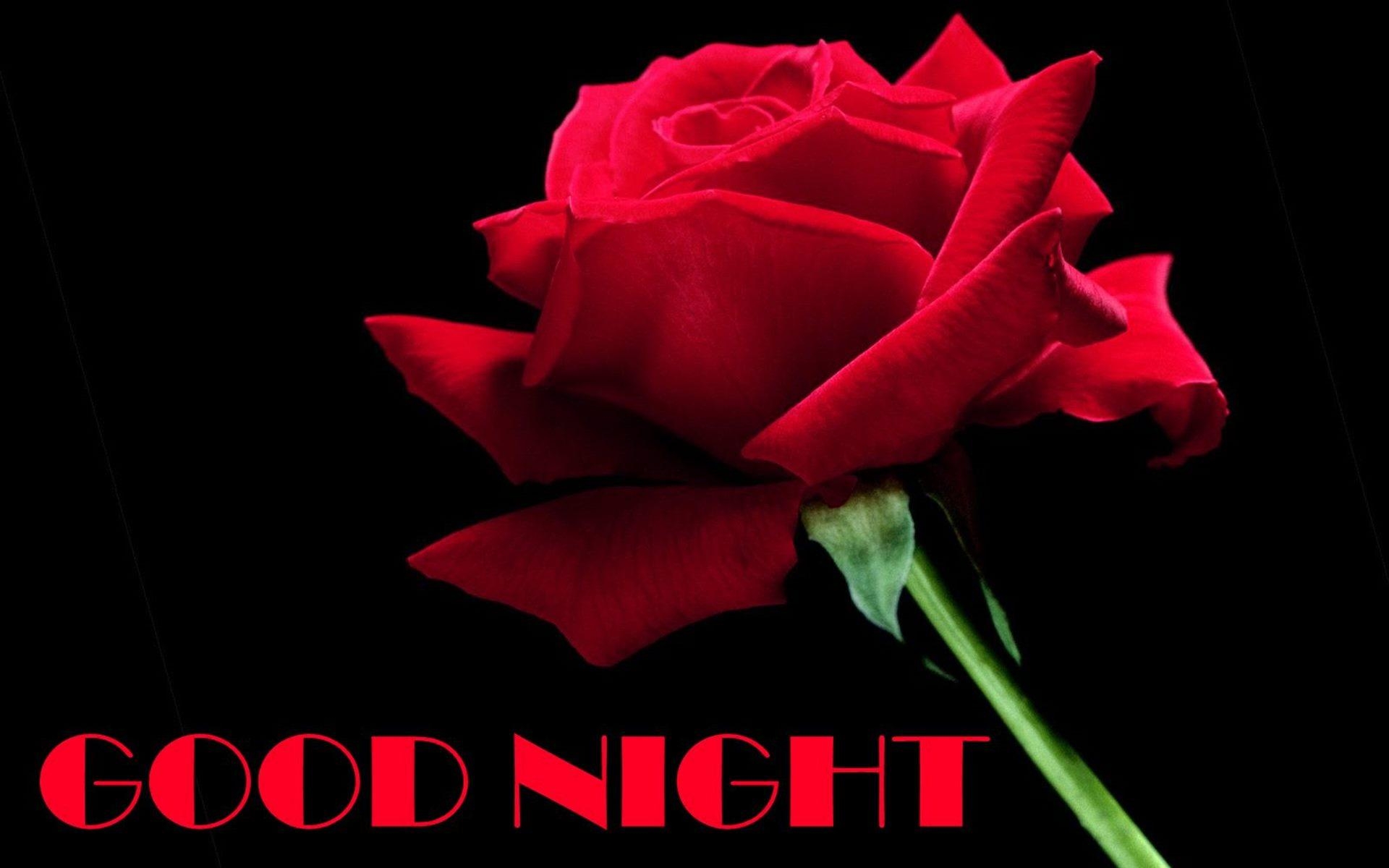 1920x1200 Good Night Rose Wallpaper Download, image collections, Desktop