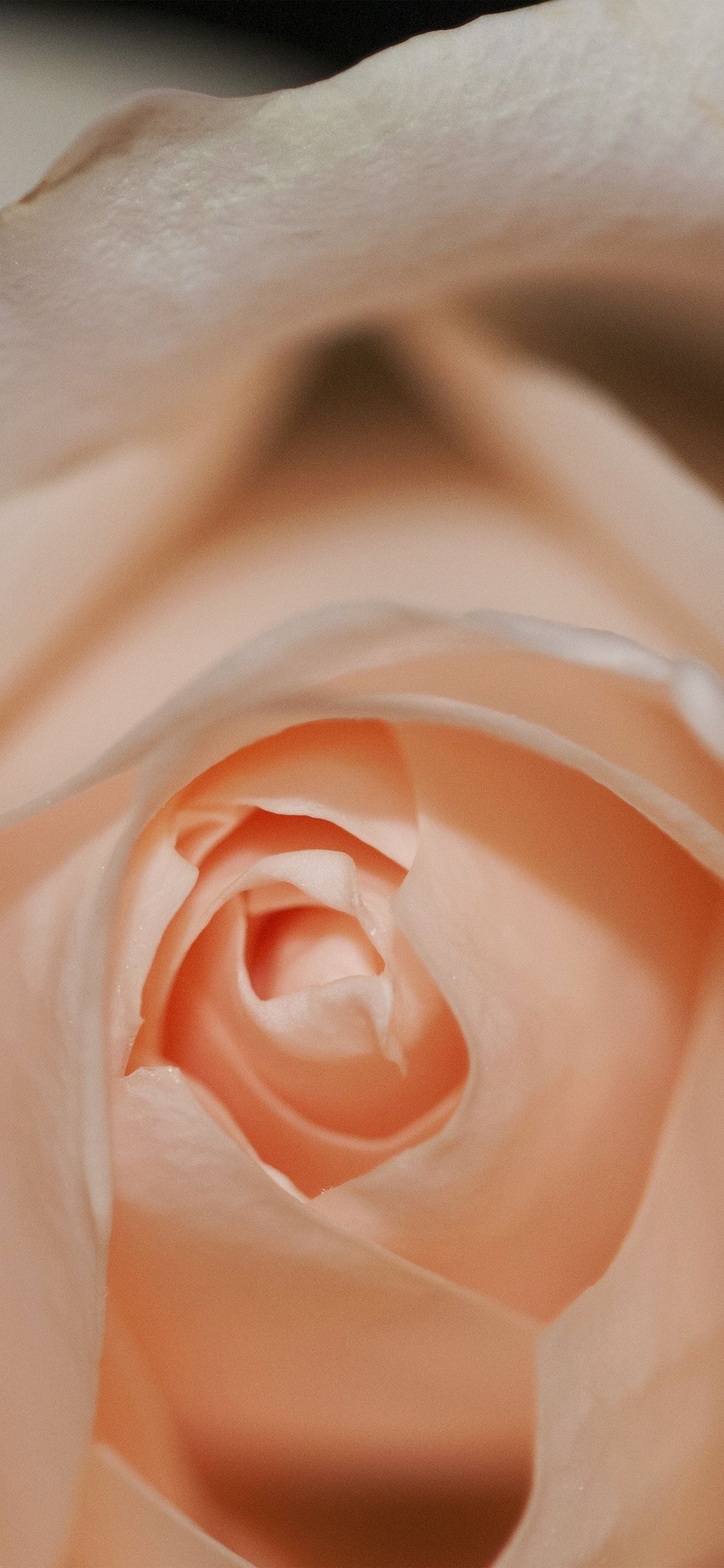 1130x2440 iPhone X wallpaper. flower pink rose love, Phone