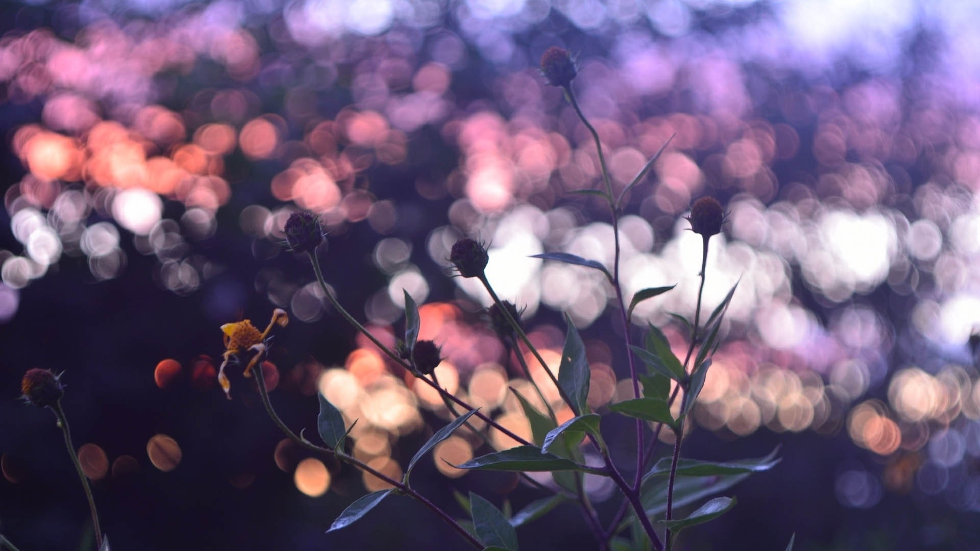 1920x1080 Best Aesthetic Flower Wallpaper, Desktop