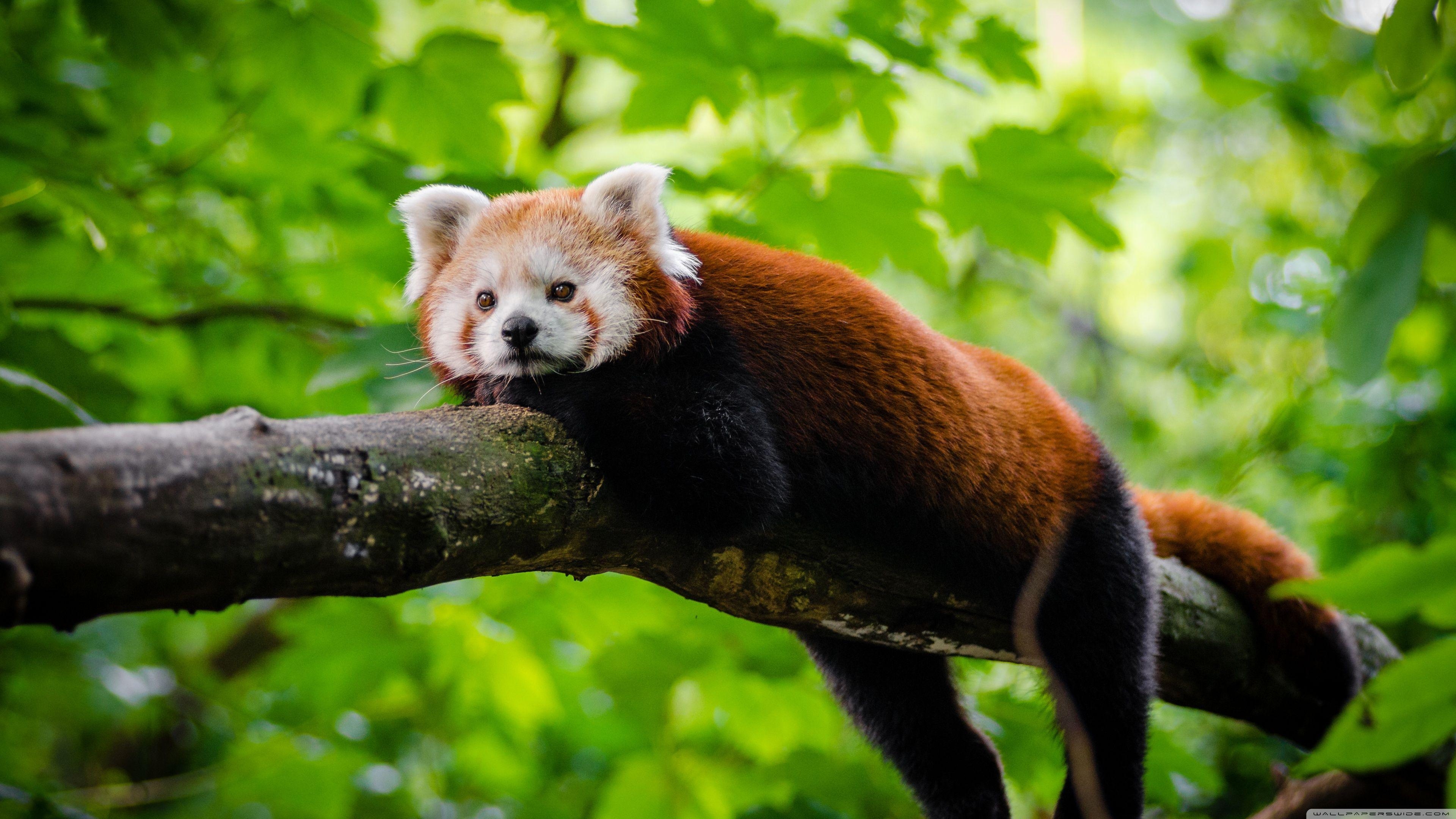 3840x2160 Cute Red Panda HD desktop wallpaper, Widescreen, High Definition, Desktop