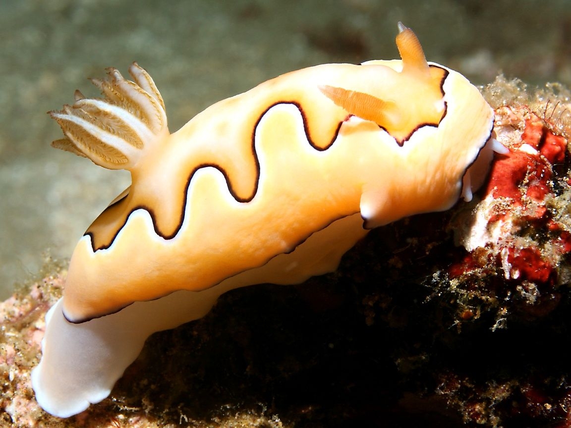 1160x870 Sea Slug (Nudibranch) Wallpaper. Sea slug, Slugs, Deep sea creatures, Desktop