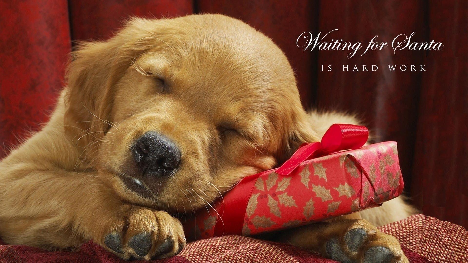 1920x1080 Sleeping Dog Christmas #Wallpaper, Desktop