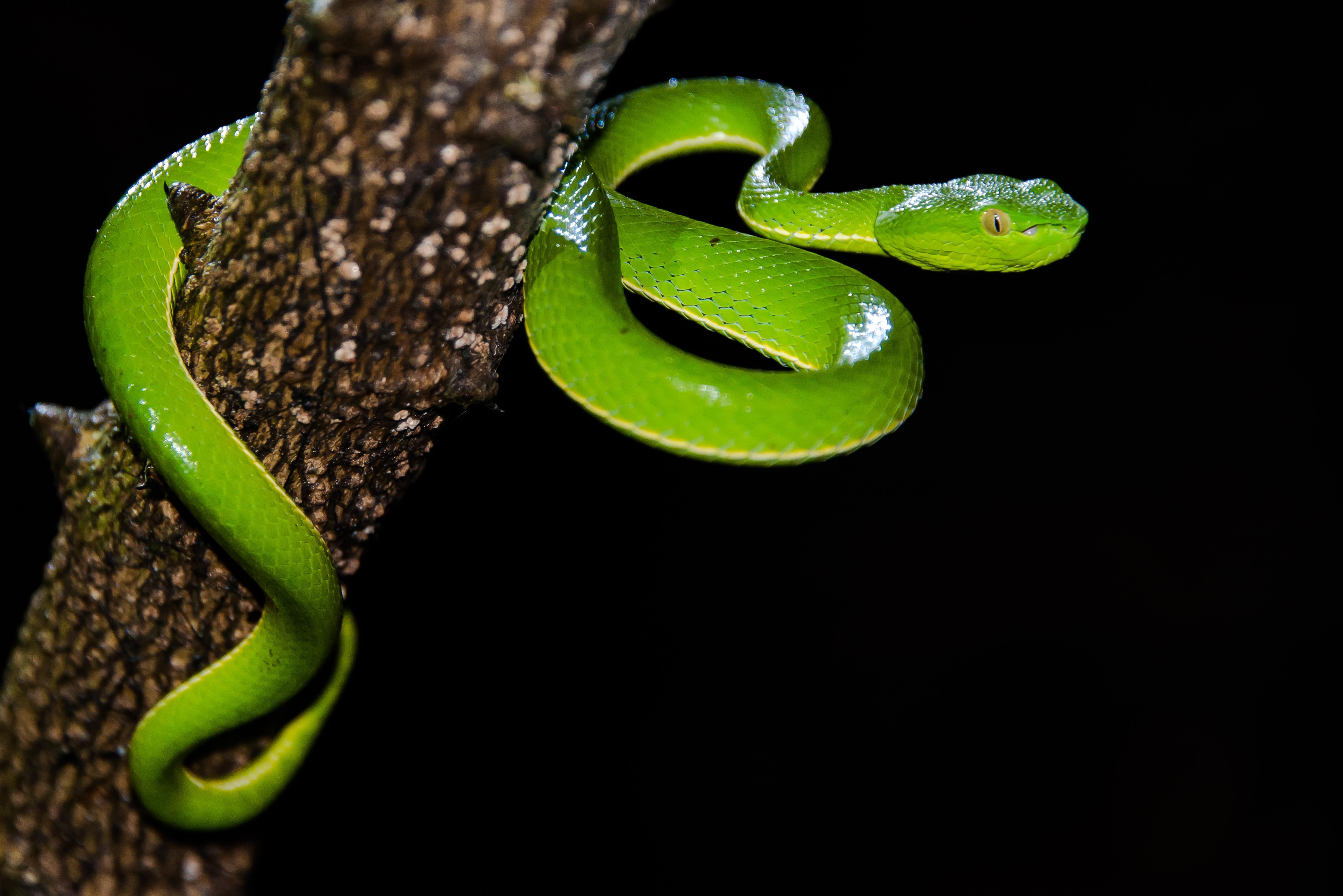 5260x3510 Trimeresurus vogeli, Vogel's Pit Viper (juvenile) Yai, Desktop