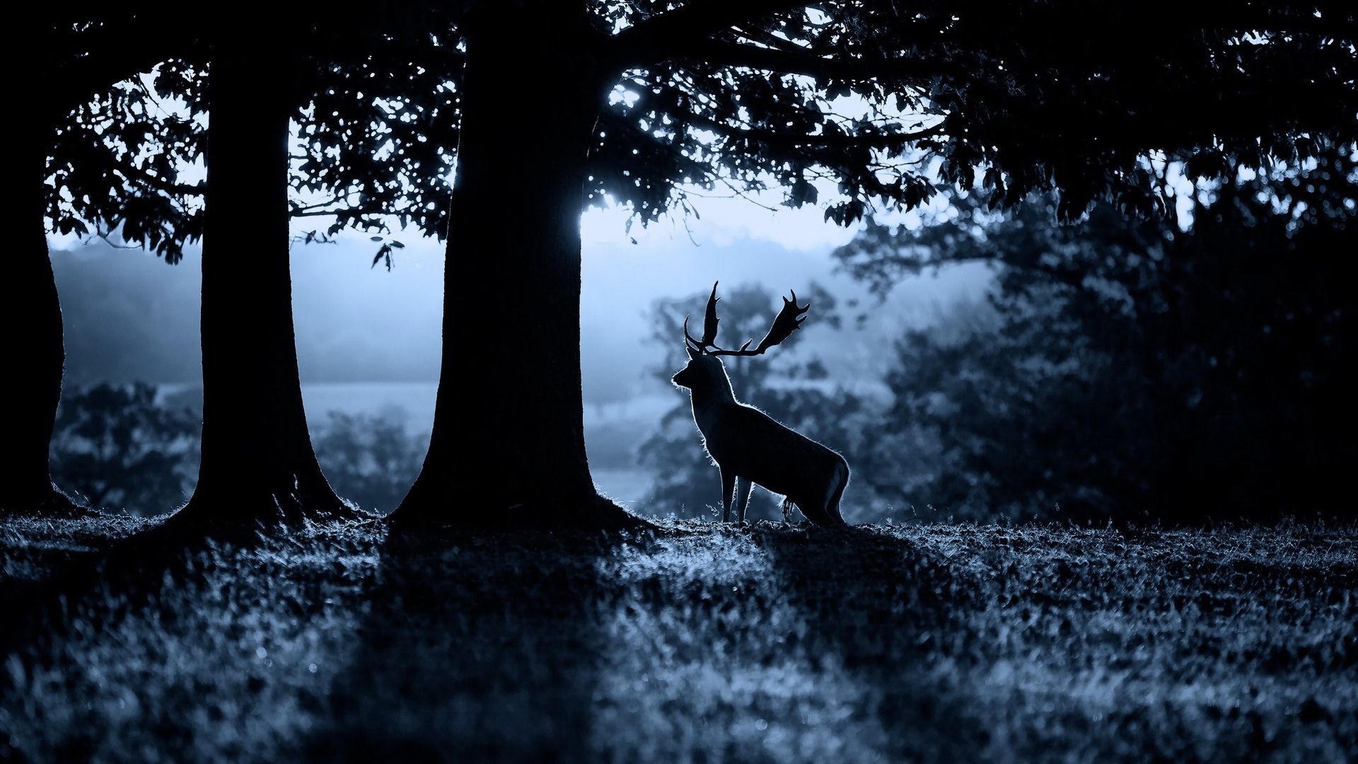 1920x1080 Deer Wallpaper, Desktop