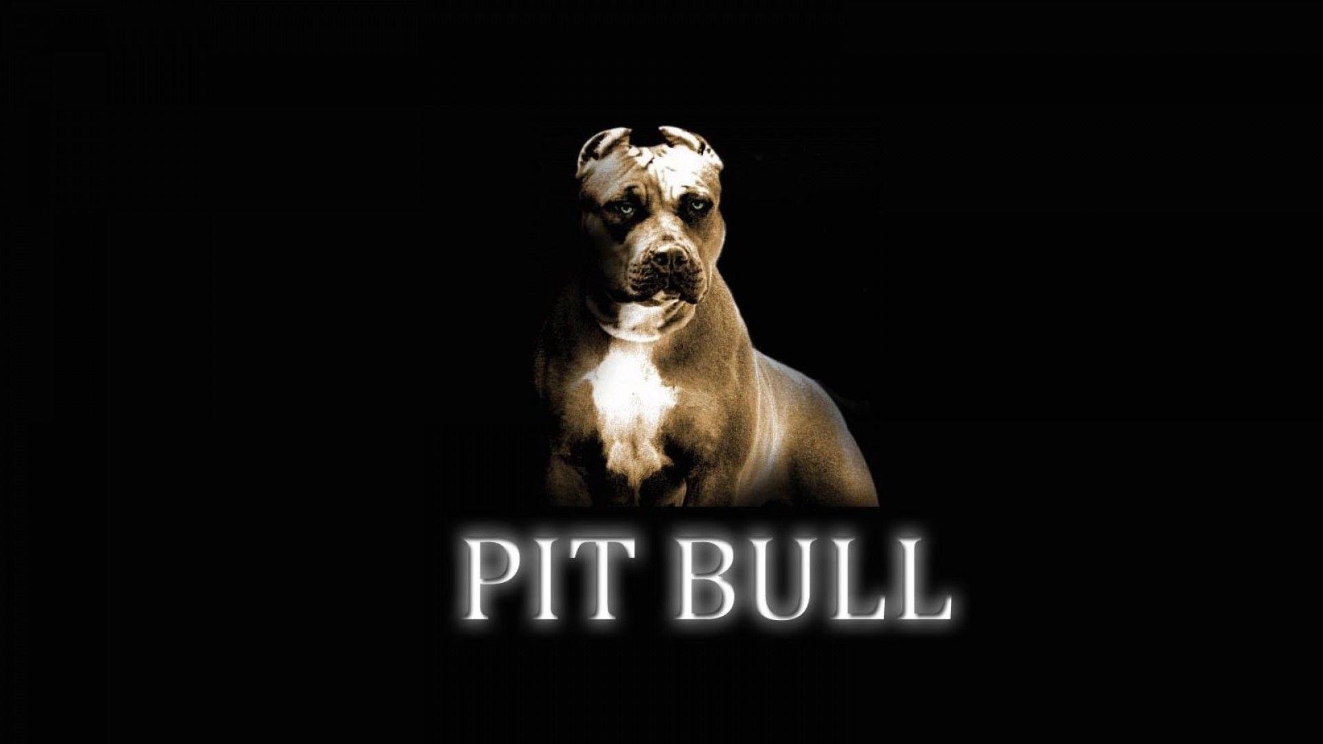 1920x1080 Pitbull Dog New Wallpaper. Pitbull Dog Picture Free Download, Desktop