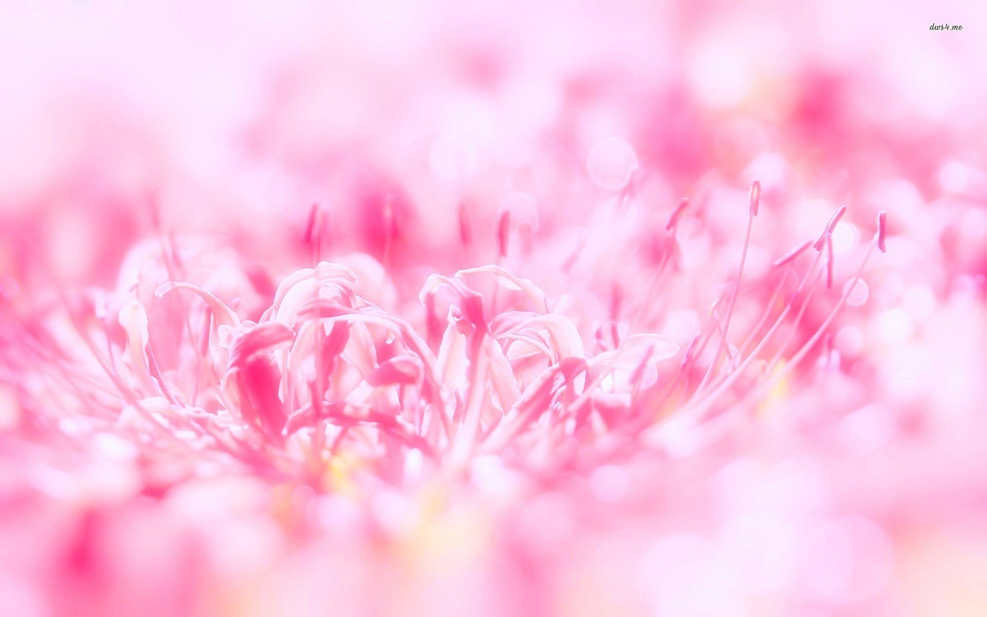 1920x1200 Pink Flower Wallpaper, Desktop