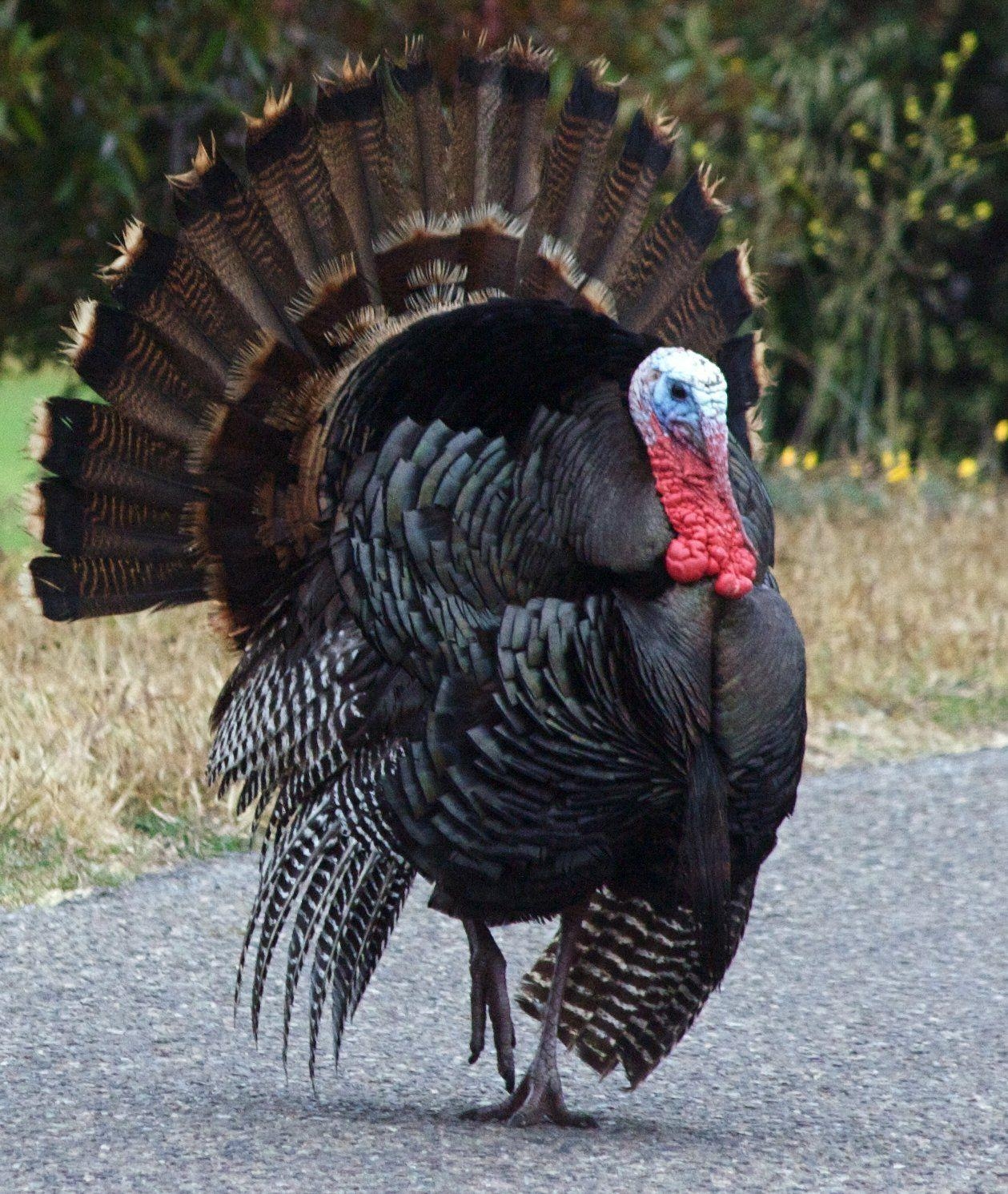 1260x1500 best Animals: Turkeys image. Wild turkey, Turkey, Phone