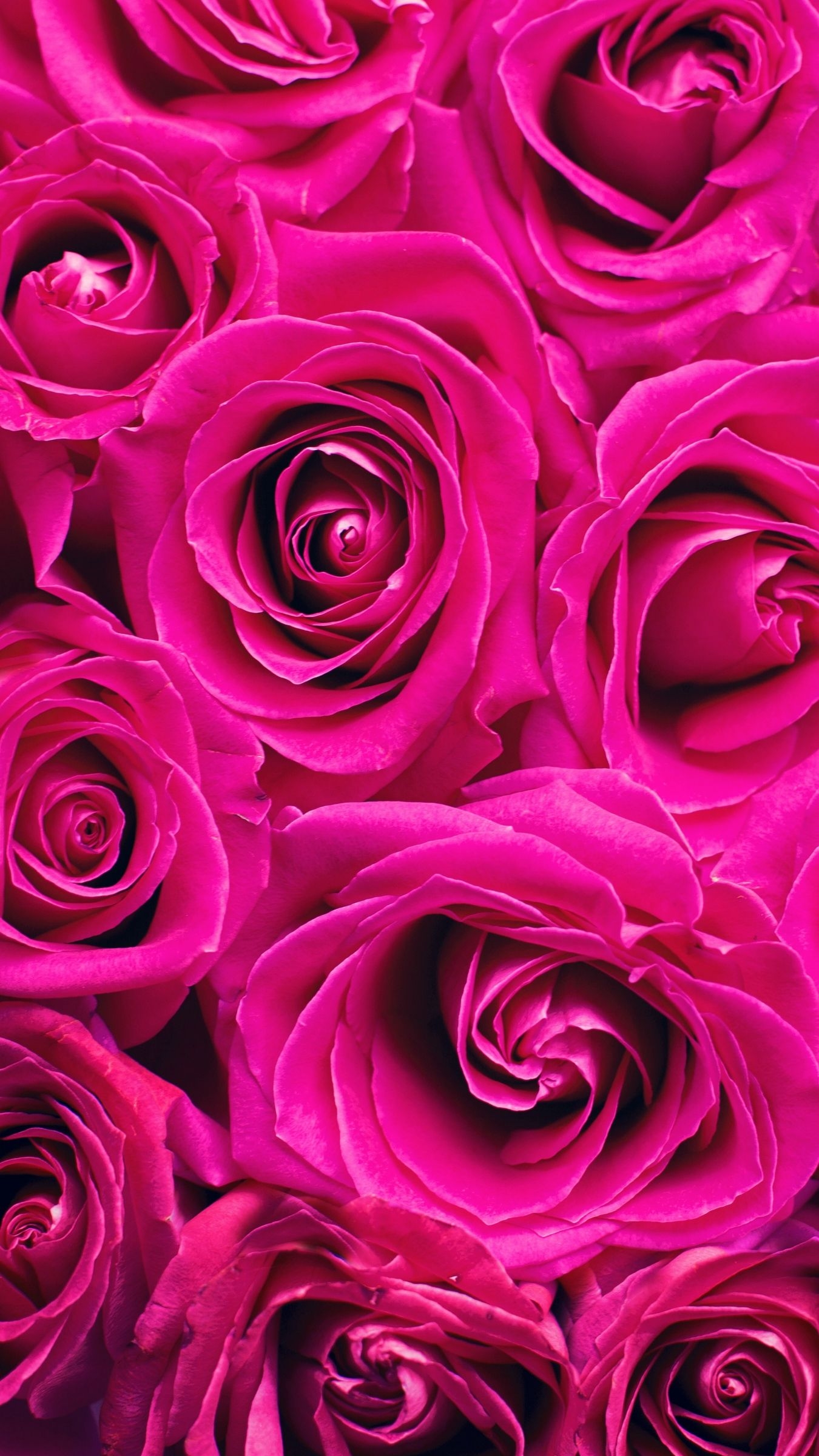 1350x2400 Wallpaper Roses, Pink, Flowers, Bouquet, Petals Pink, Phone