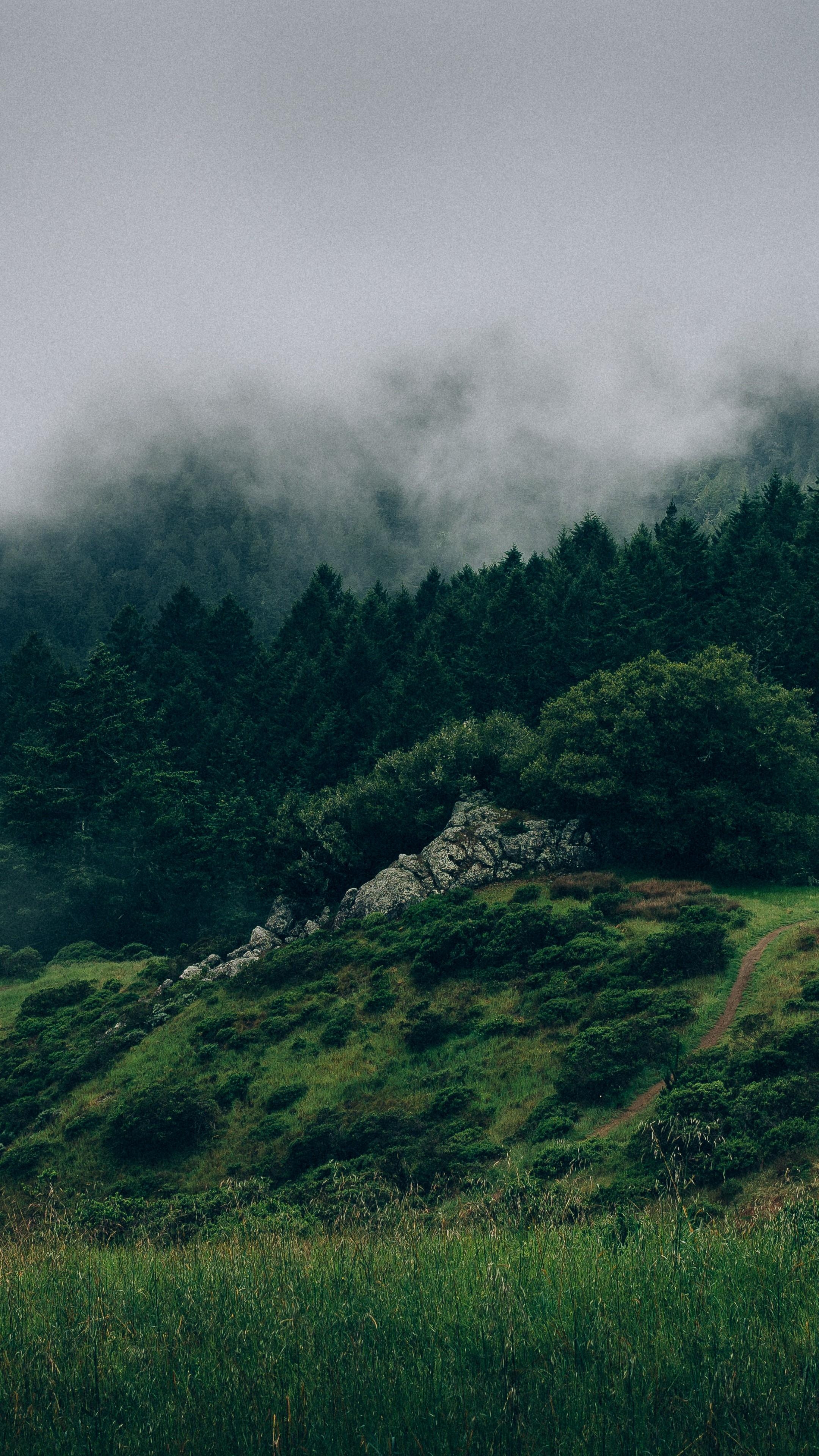 2160x3840 Wallpaper Forest, 5k, 4k wallpaper, 8k, mist, hills, fog, Nature, Phone