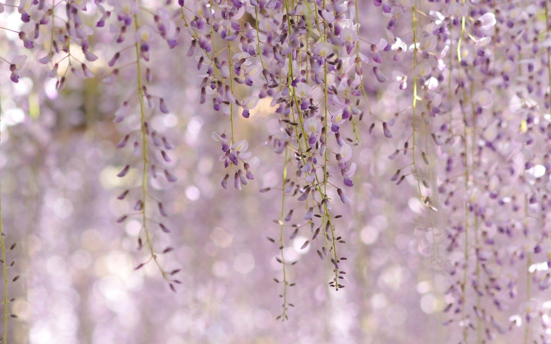 1920x1200 Wisteria Floribunda Royal Purple Flowers HD Wallpaper, Desktop