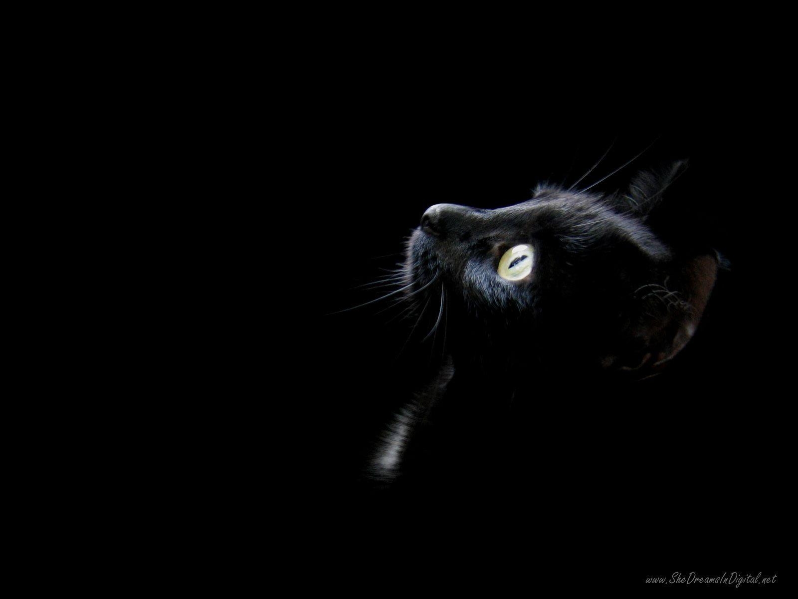 1600x1200 px Halloween Cat Wallpaper, Desktop