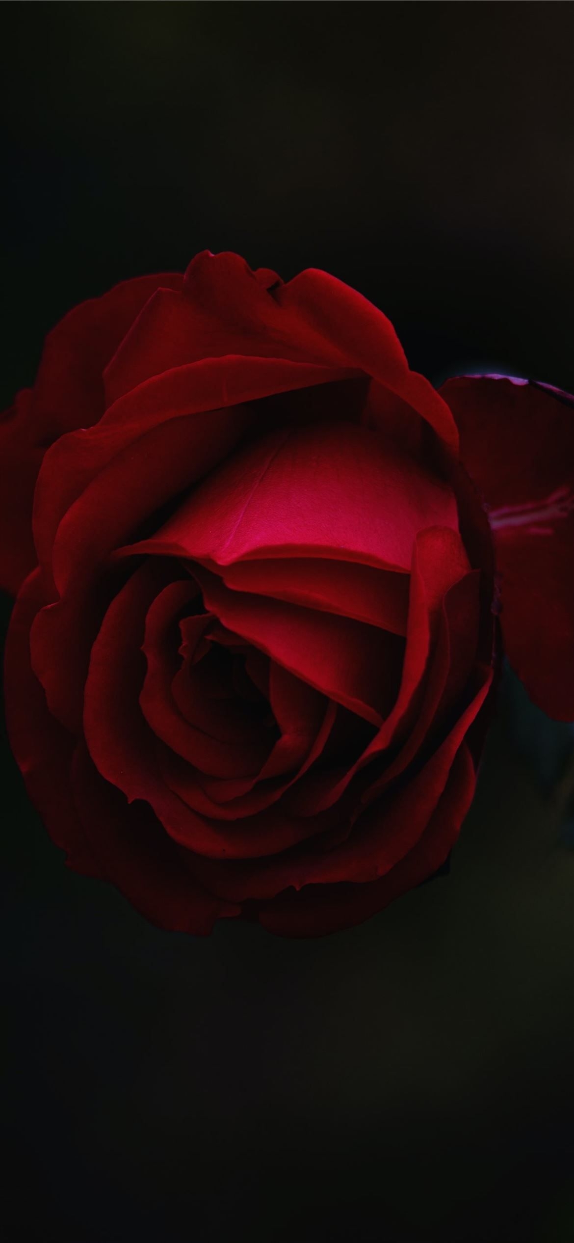 1170x2540 red rose flower iPhone 12 Wallpaper, Phone