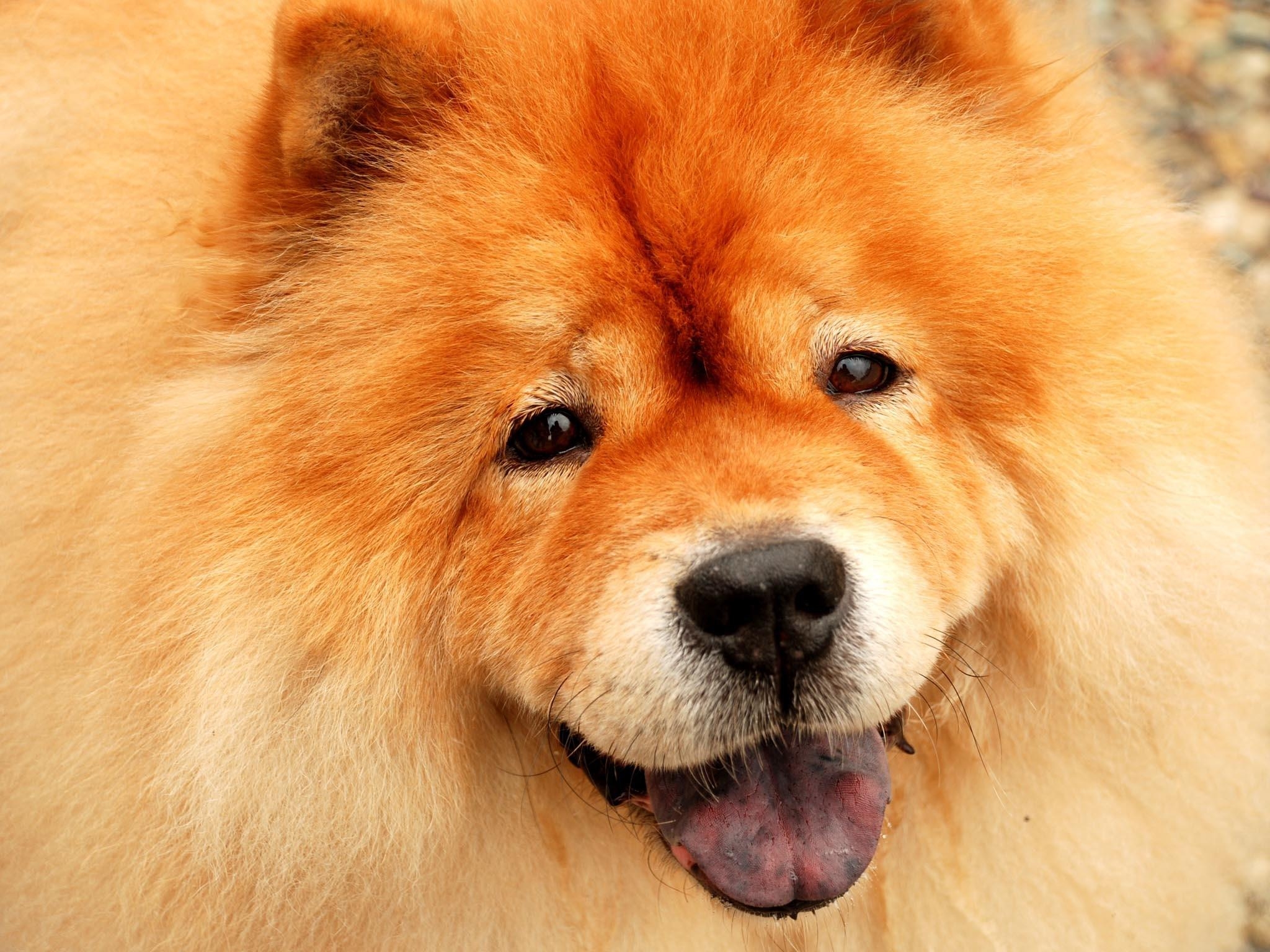 2050x1540 computer wallpaper for chow chow chow category, Desktop