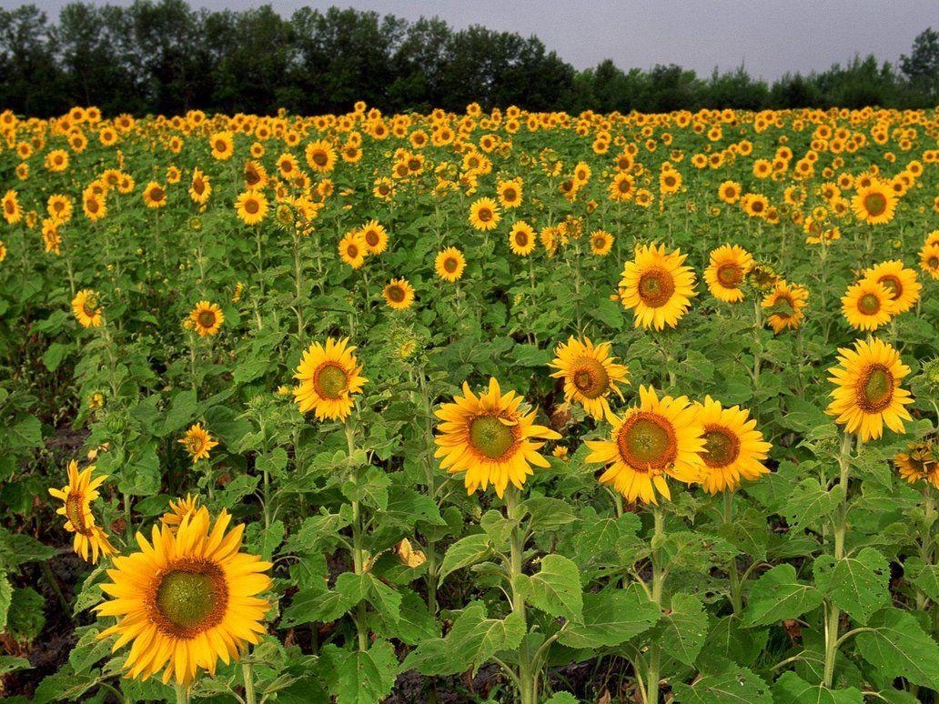 1040x780 Field of Sunflowers, North Dakota Wallpaper, Desktop