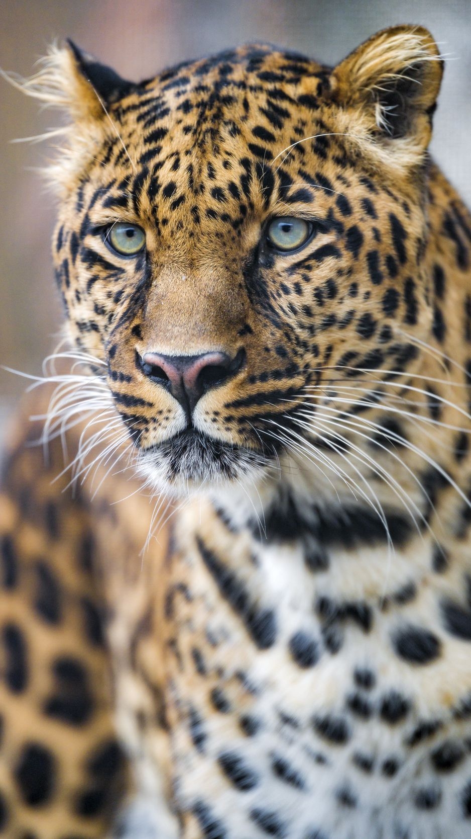 940x1670 Download Wallpaper  Leopard, Predator, Big Cat, Face Iphone 8 7 6s 6 For Parallax HD Background, Phone