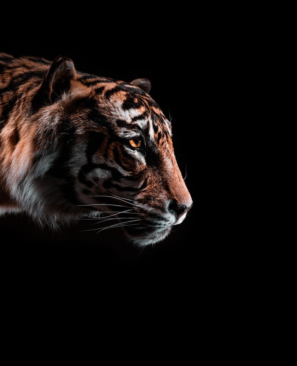 1000x1230 Tiger Picture. Download Free Image, Phone