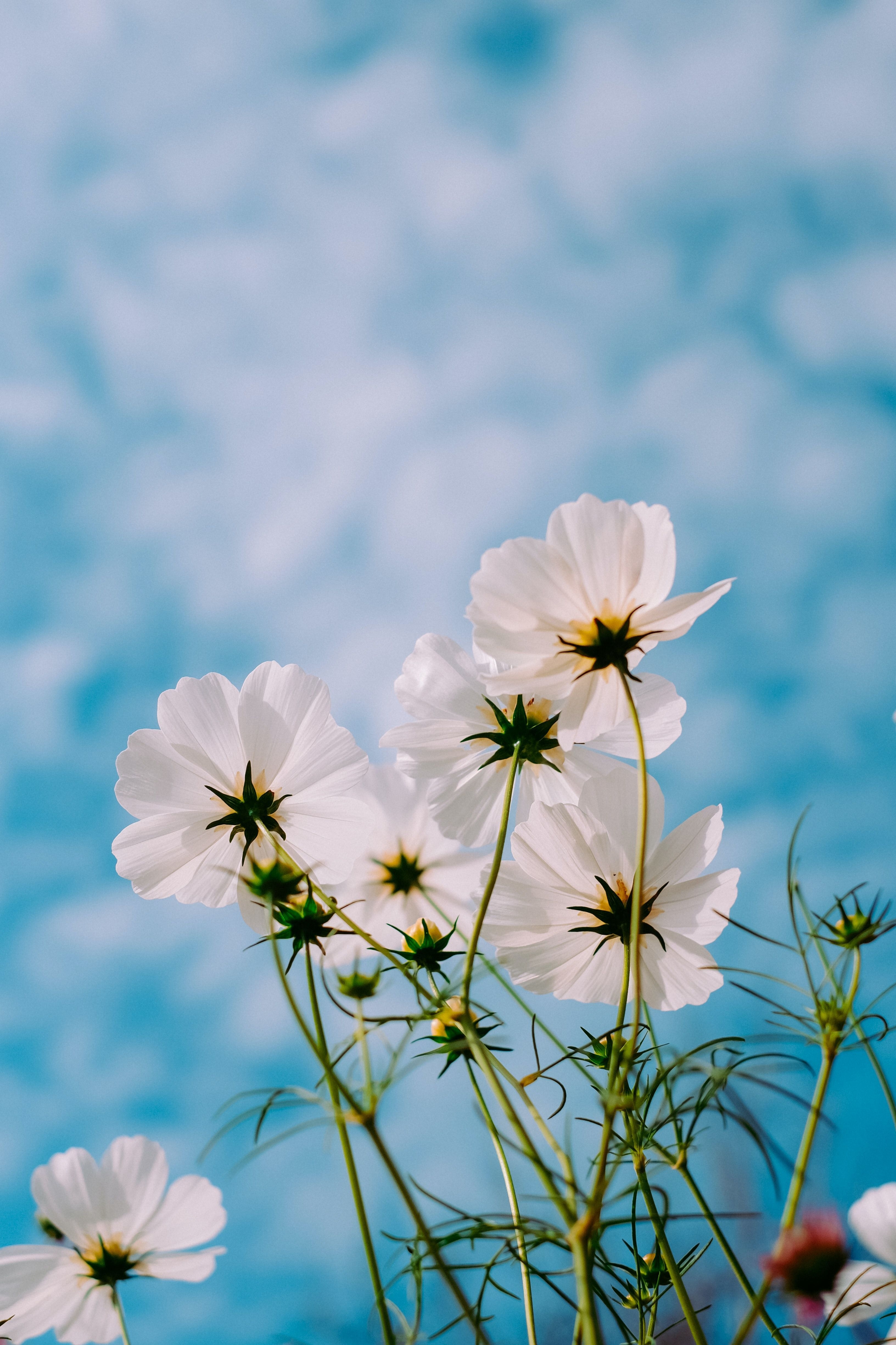 3270x4900 Spring Wallpaper: Free HD Download [HQ], Phone