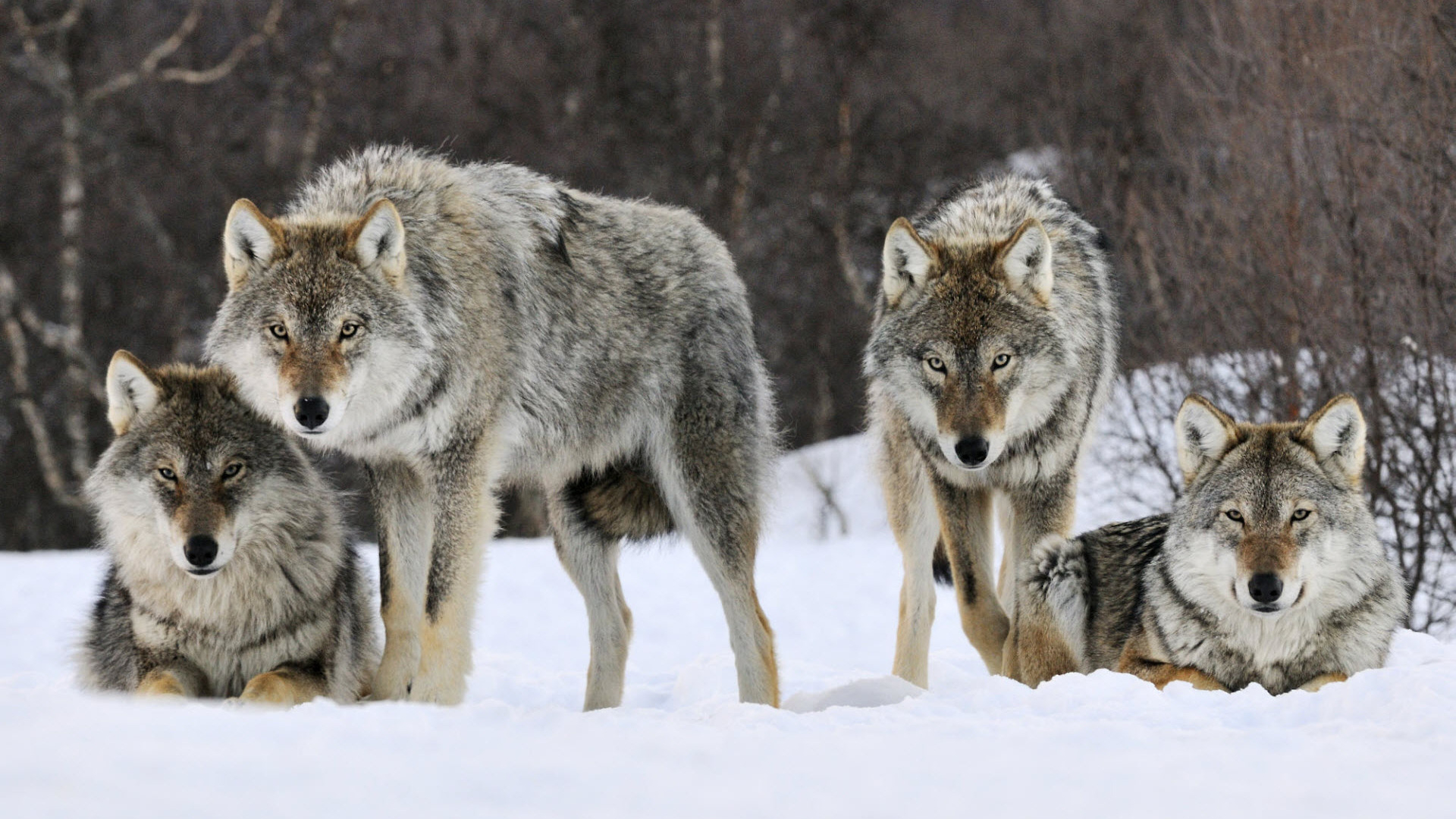 1920x1080 Earth Beneath My Paws on Tumblr - #wolf therian, Desktop