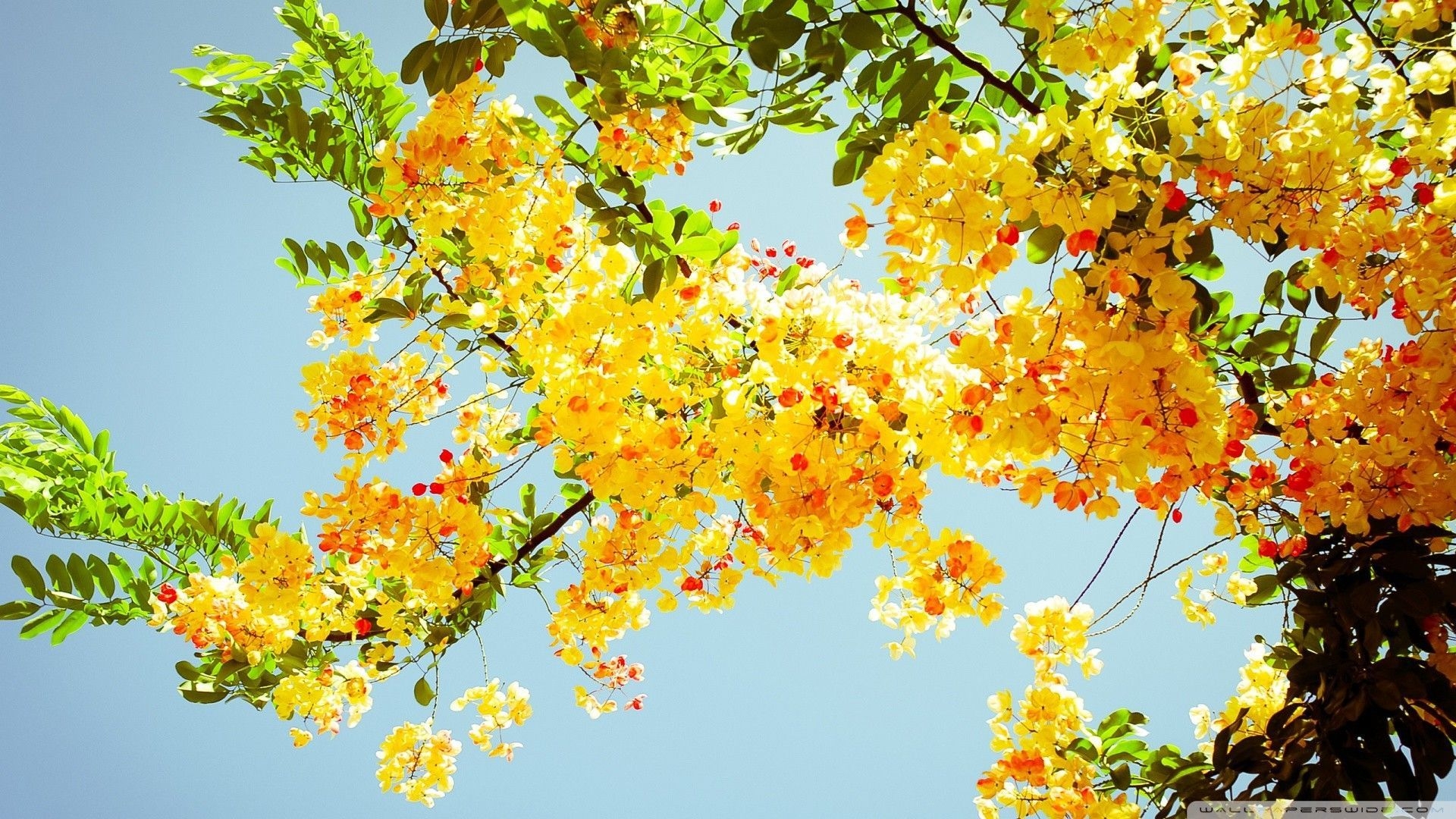 1920x1080 Open Letter To My Passed Grandma. Yellow flower wallpaper, Summer wallpaper, Summer desktop background, Desktop