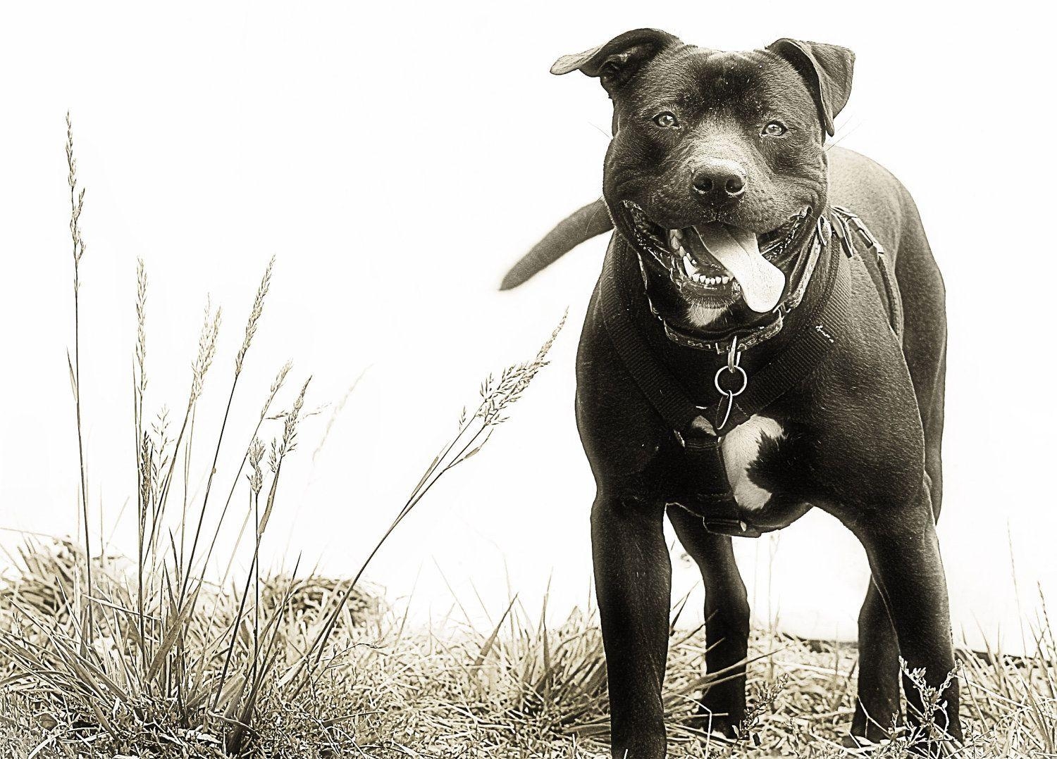 1500x1080 Free Desktop Wallpaper, Wide Pitbull HDQ Picture (p.98), Desktop