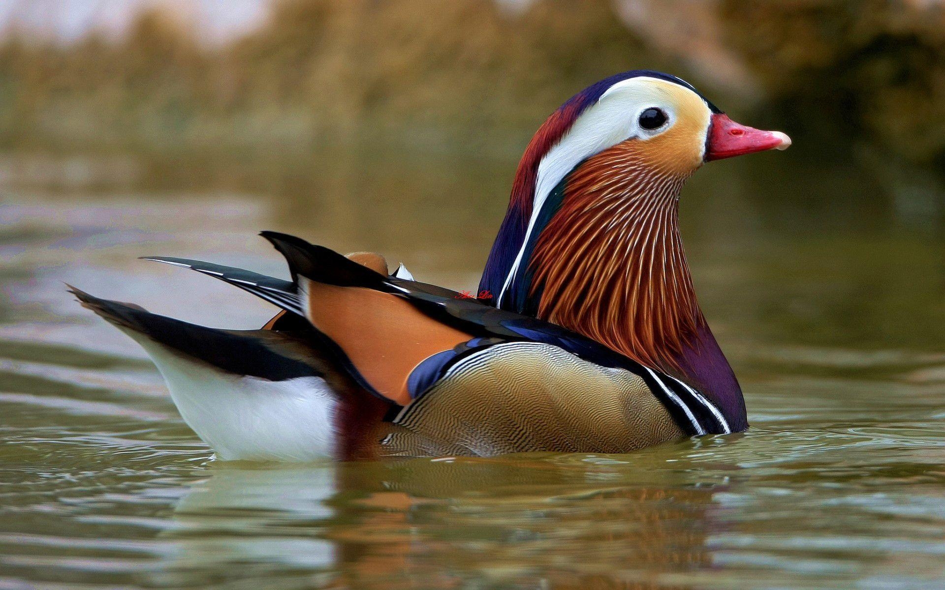 1920x1200 colored waterfowl. FREE 4U WALLPAPERS, Desktop