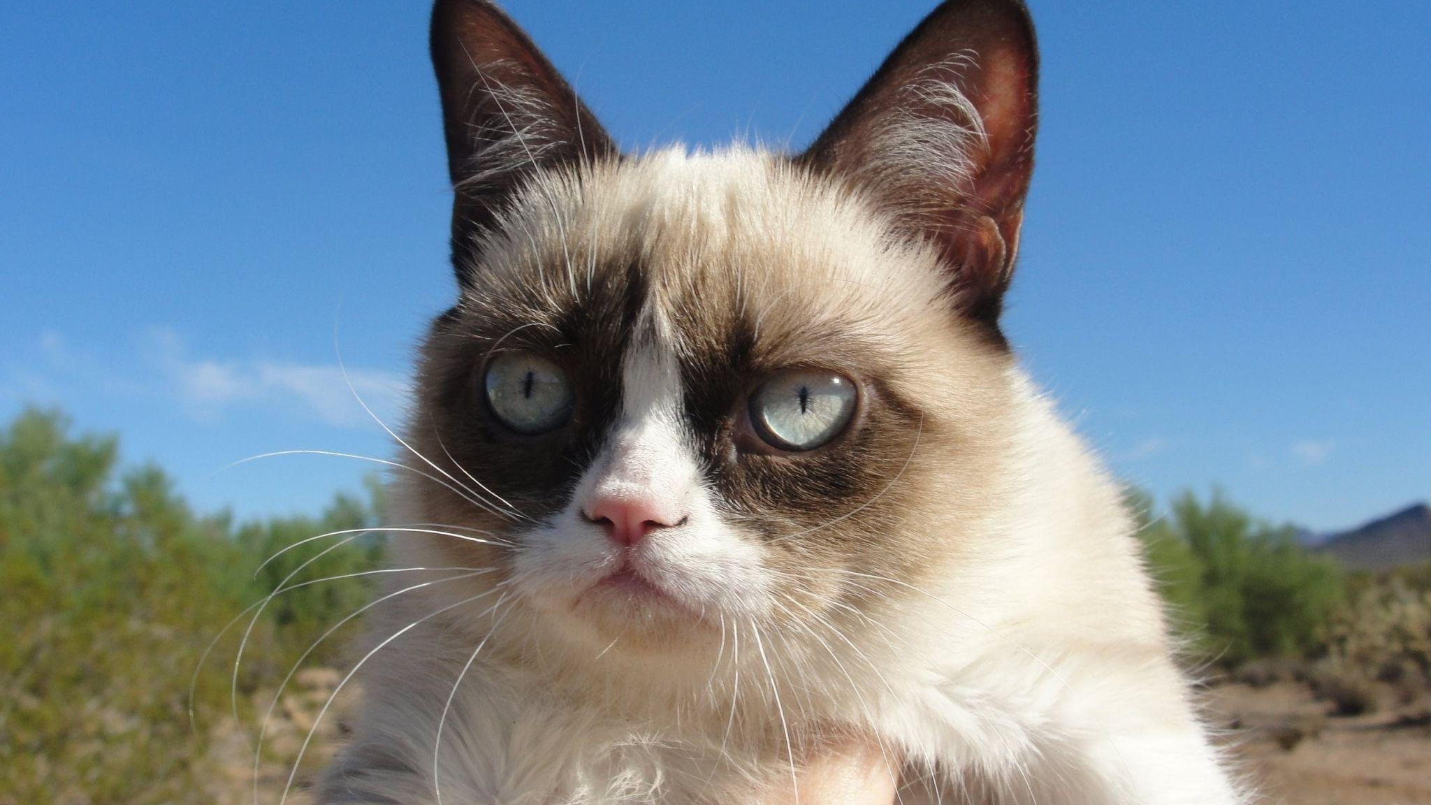 2050x1160 HD Grumpy cat Wallpaper HD, Desktop Background 2048x Image, Desktop