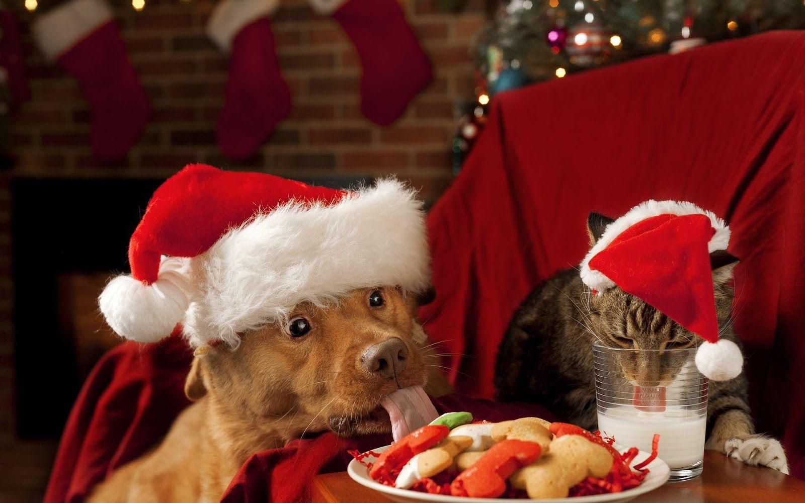 1600x1000 Christmas wallpaper with dog and cat. HD Animals Wallpaper, Desktop