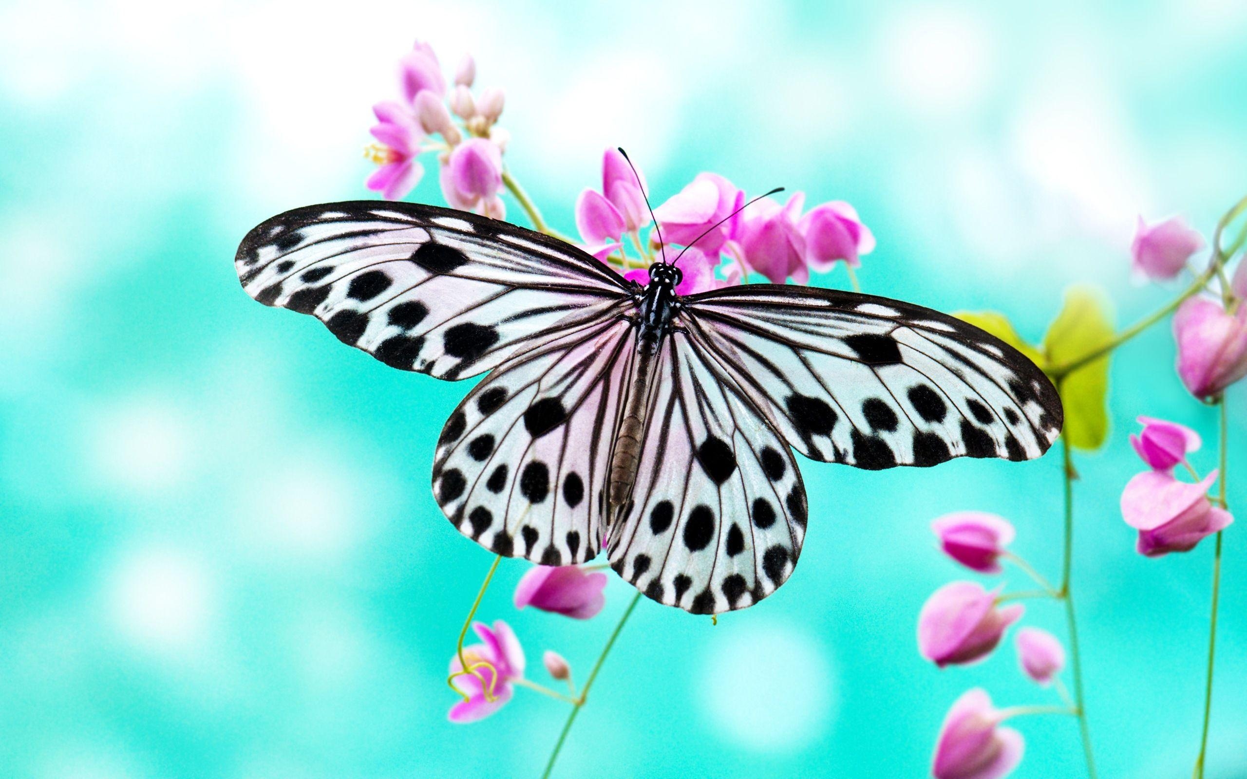 2560x1600 Butterfly Wallpaper, Desktop