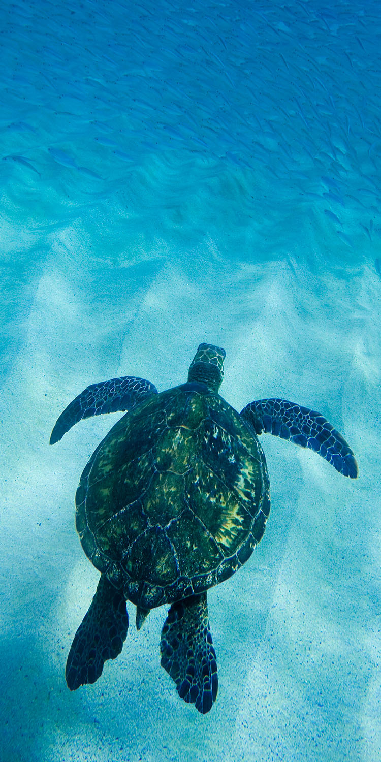 750x1500 Hawaiian Sea Turtle, Phone