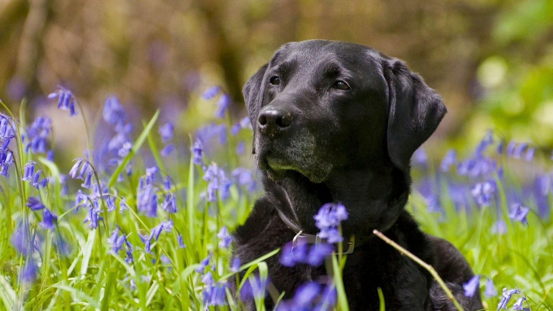 1920x1080 Full HD 1080p Labrador Wallpaper HD, Desktop Background, Desktop