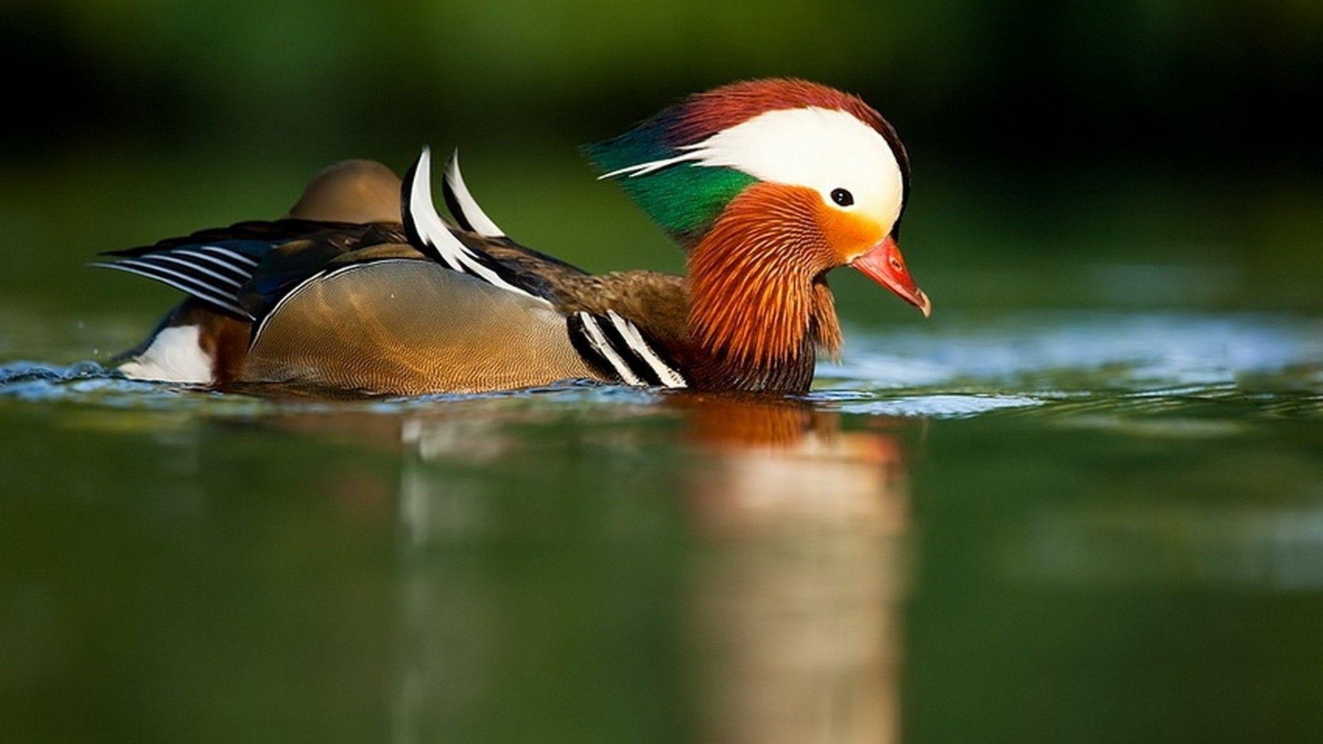 1920x1080 Mandarin Duck Wallpaper Mandarin Duck HD Wallpaper Mandarin Duck. Duck photo, Duck wallpaper, Animals, Desktop