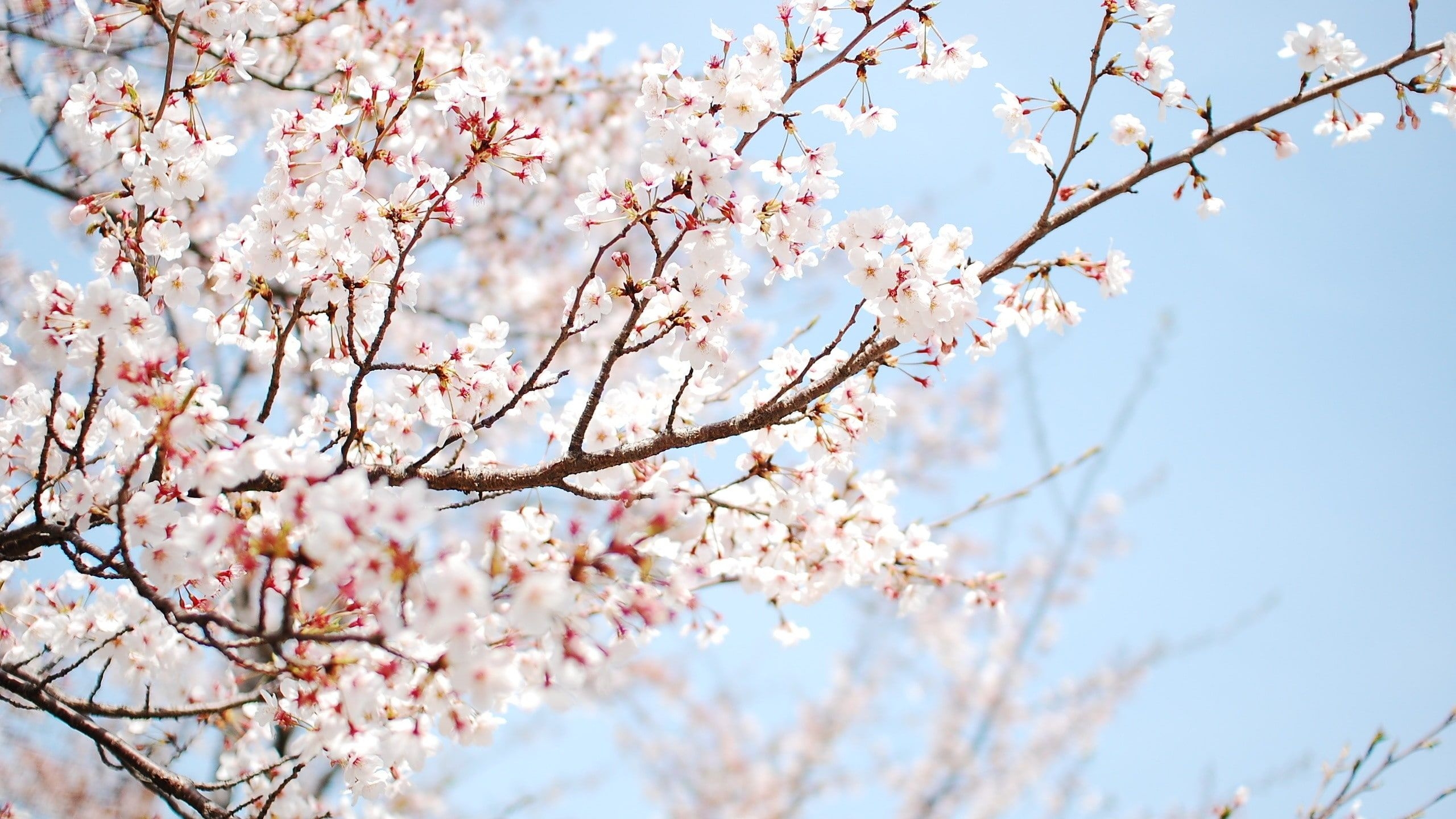 2560x1440 Wide Screen Cherry Blossom Wallpaper Free HD, Desktop