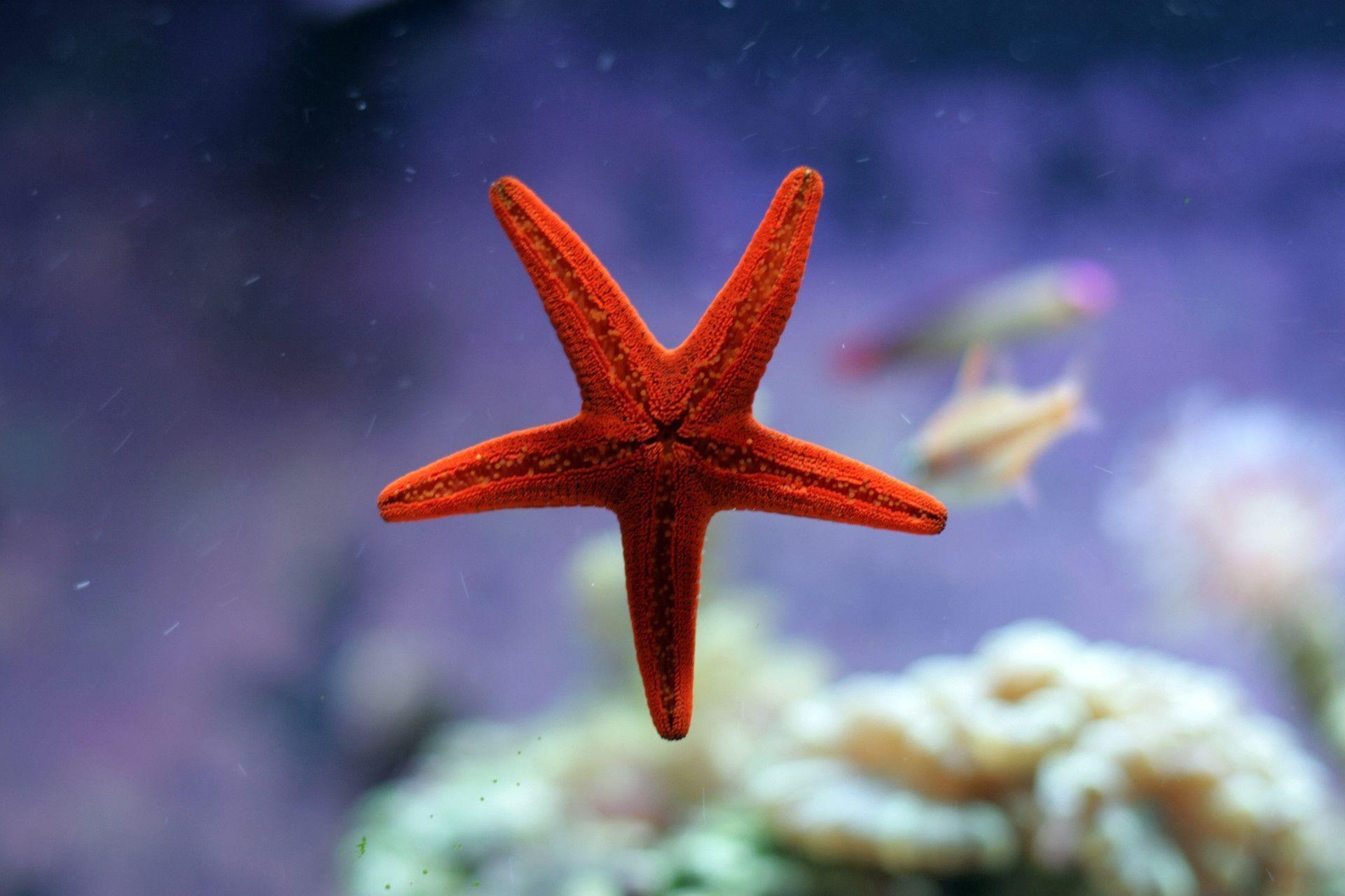 1920x1280 Starfish Wallpaper iPhone Wallpaper, Desktop