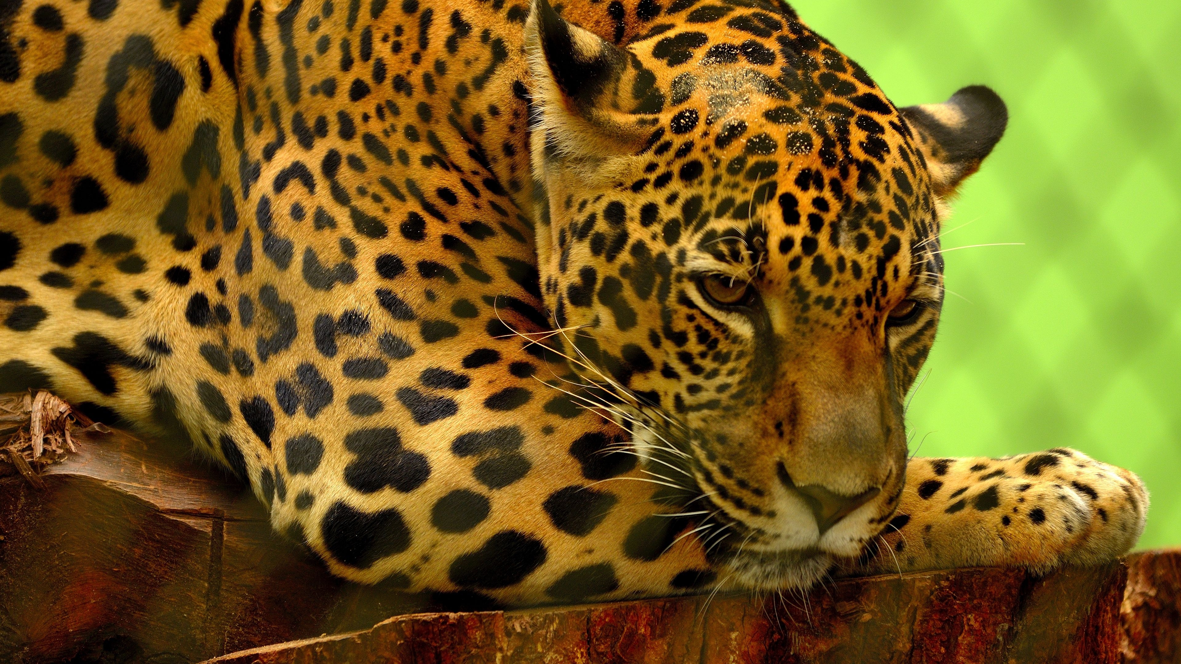 3840x2160 Wallpaper 4k jaguar, predator, lying, muzzle 4k Jaguar, Lying, Desktop