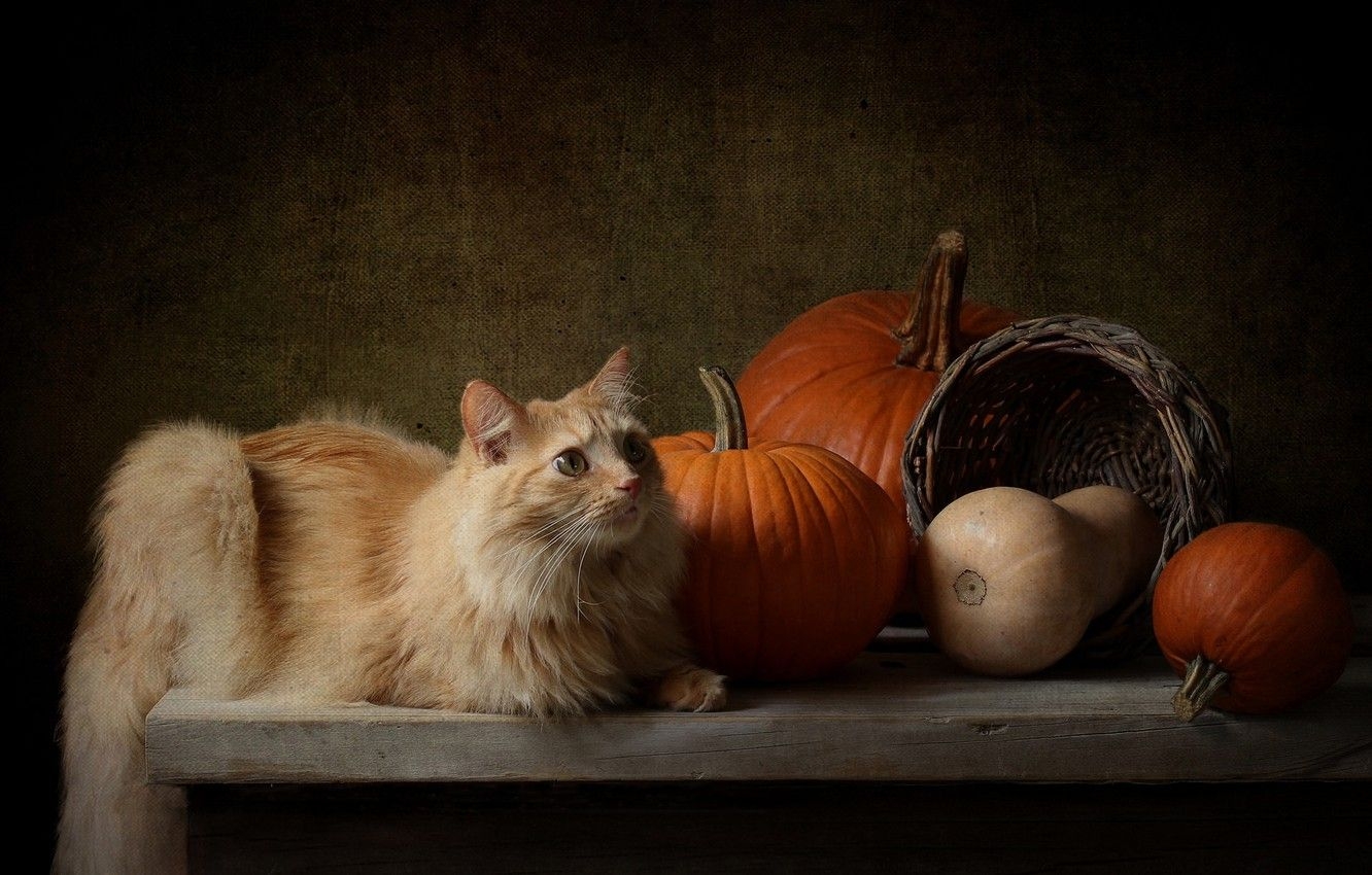 1340x850 Wallpaper autumn, cat, cat, look, the dark background, table, basket, harvest, red, pumpkin, lies, still life image for desktop, section кошки, Desktop