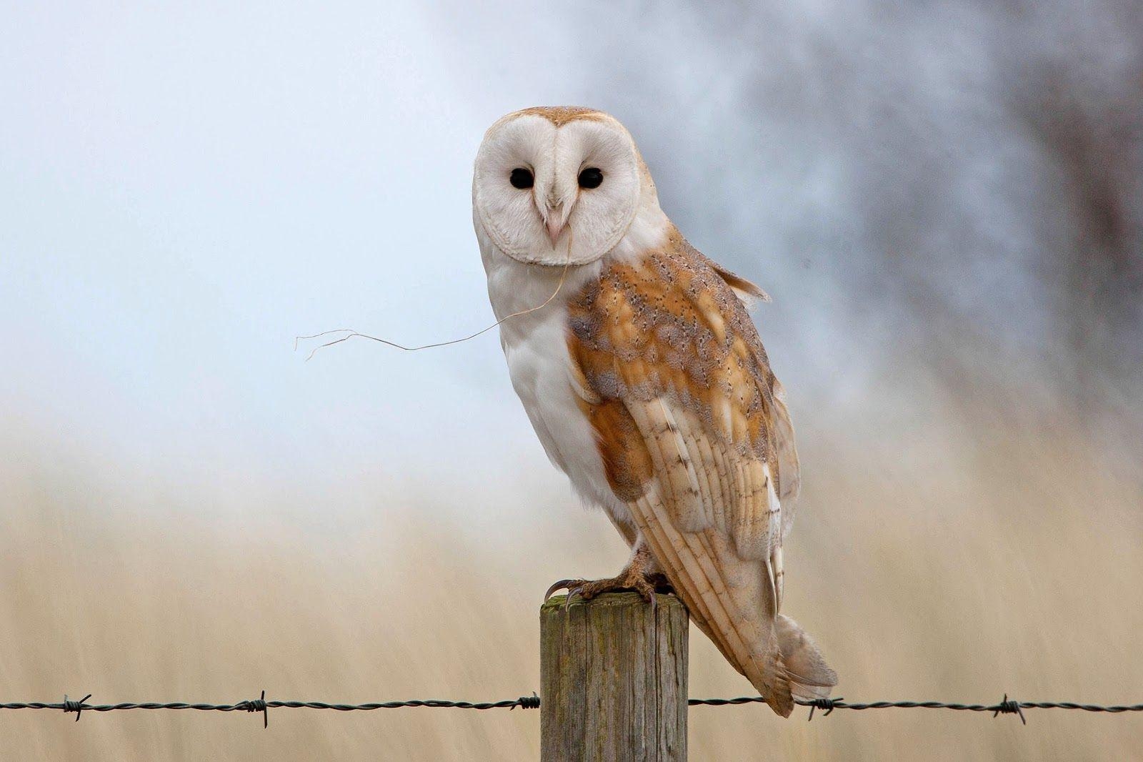 1600x1070 Free Barn Owl Wallpaper Full HD at Wildlife Monodomo, Desktop