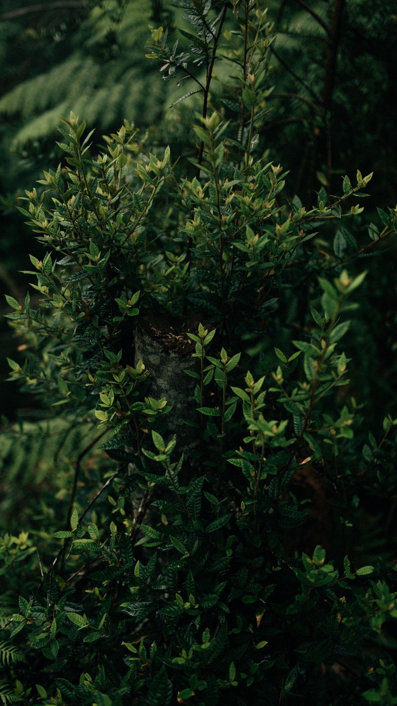 1350x2400 Wallpaper Bush, Plant, Leaves, Green, Shade Green, Phone