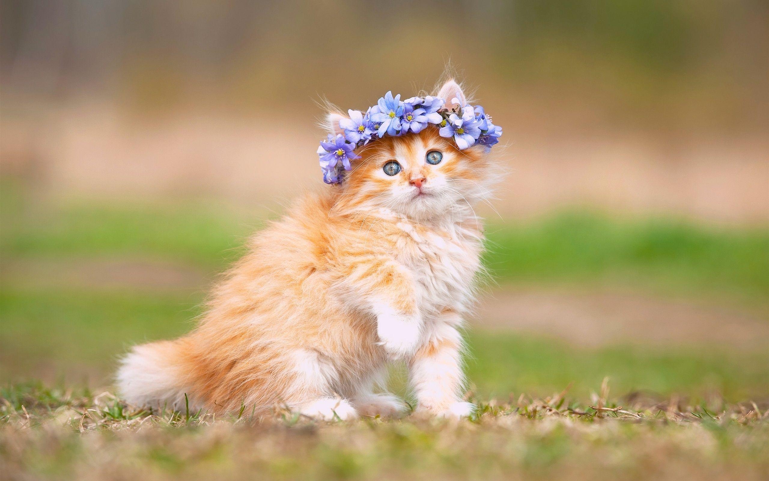 2560x1600 Cat Wallpaper, HD Kitten Wallpaper, Free Cat Wallpaper, Desktop