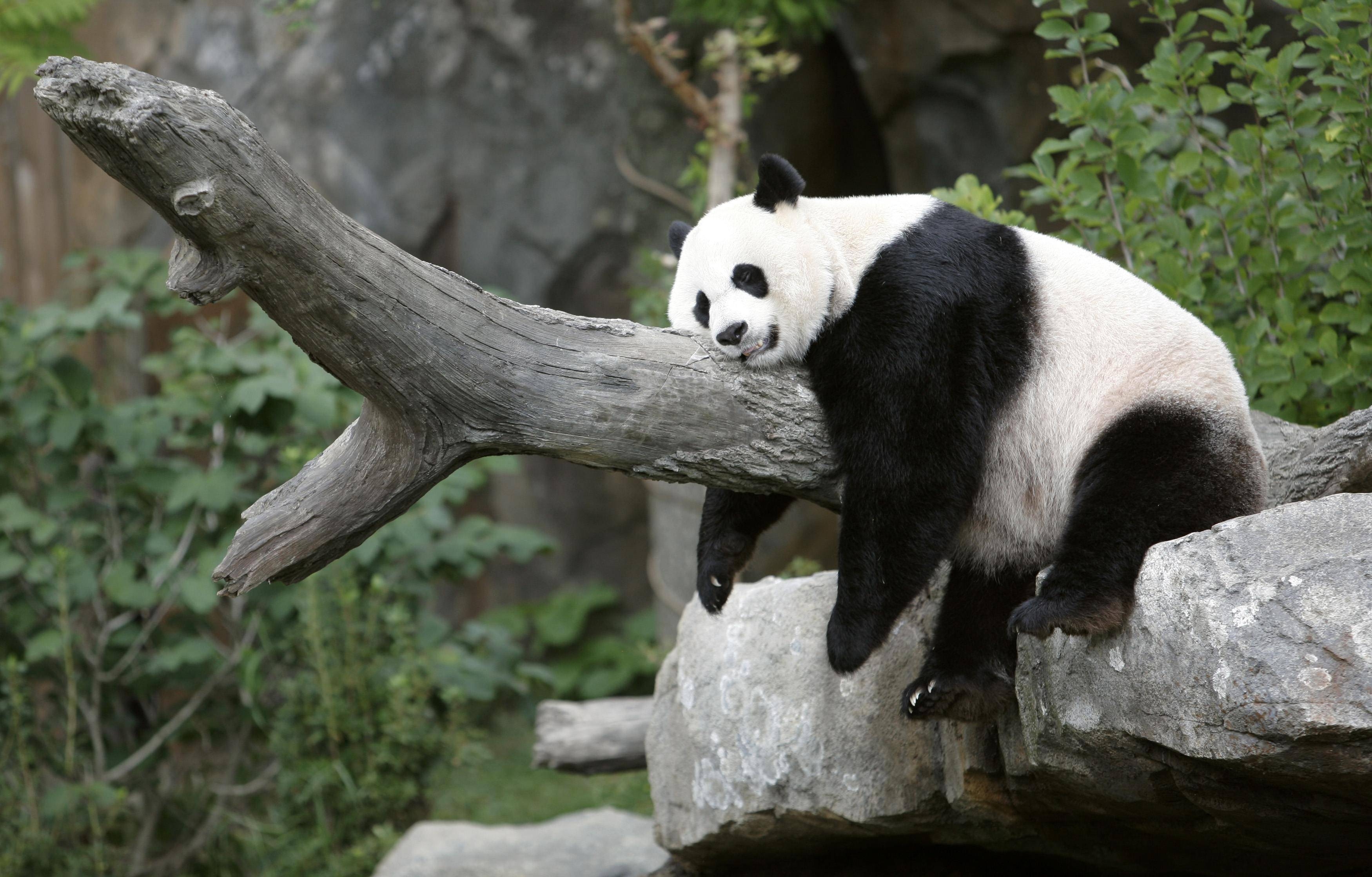 3500x2240 438750 Animal Lovers Panda, Desktop