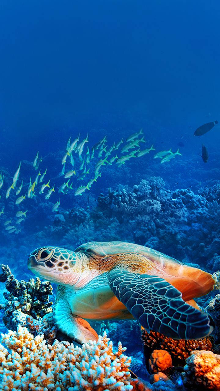 720x1280 Download Admire the beauty of nature with a Sea Turtle iPhone Wallpaper, Phone