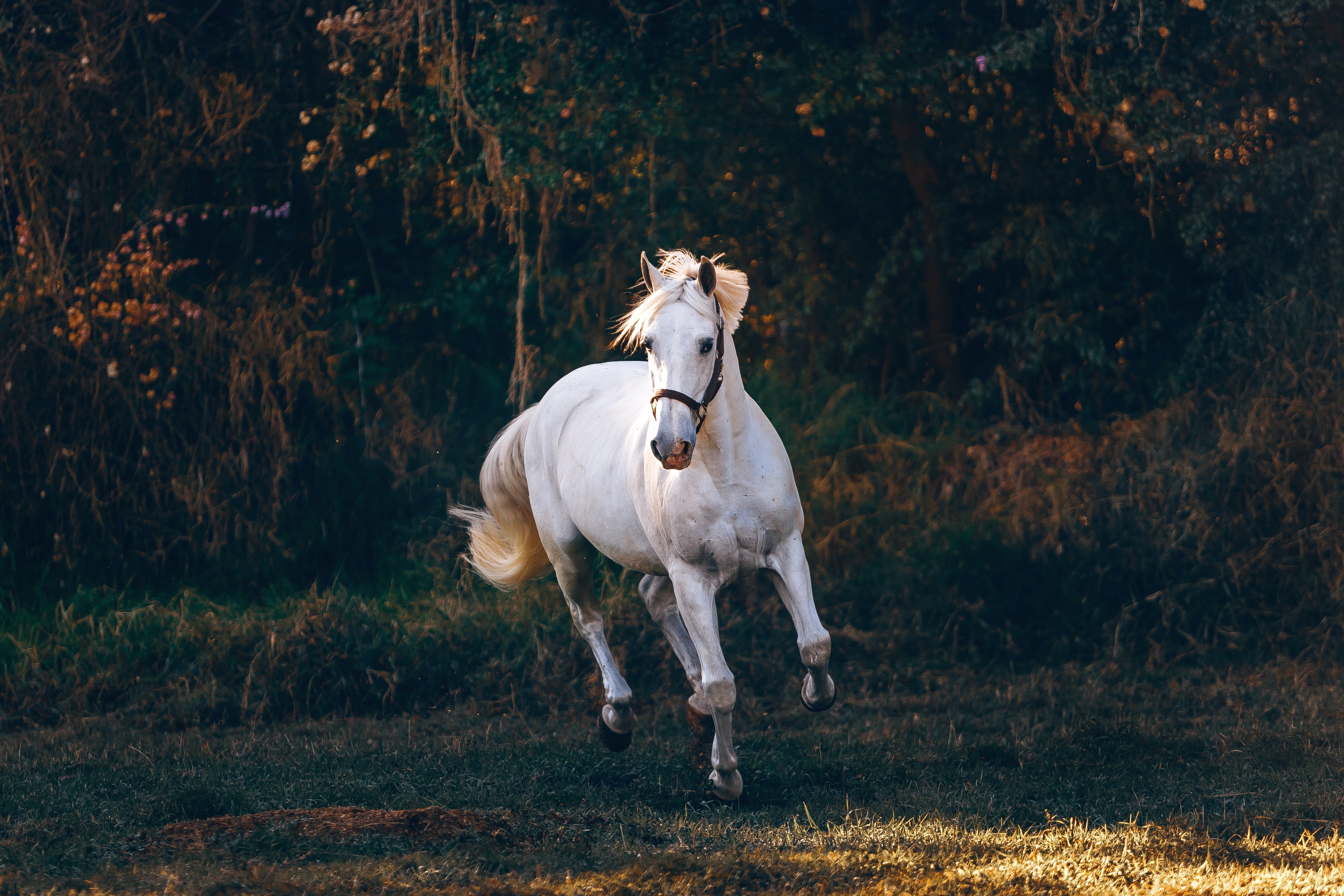 5110x3410 Horse Wallpaper: Free HD Download [HQ], Desktop