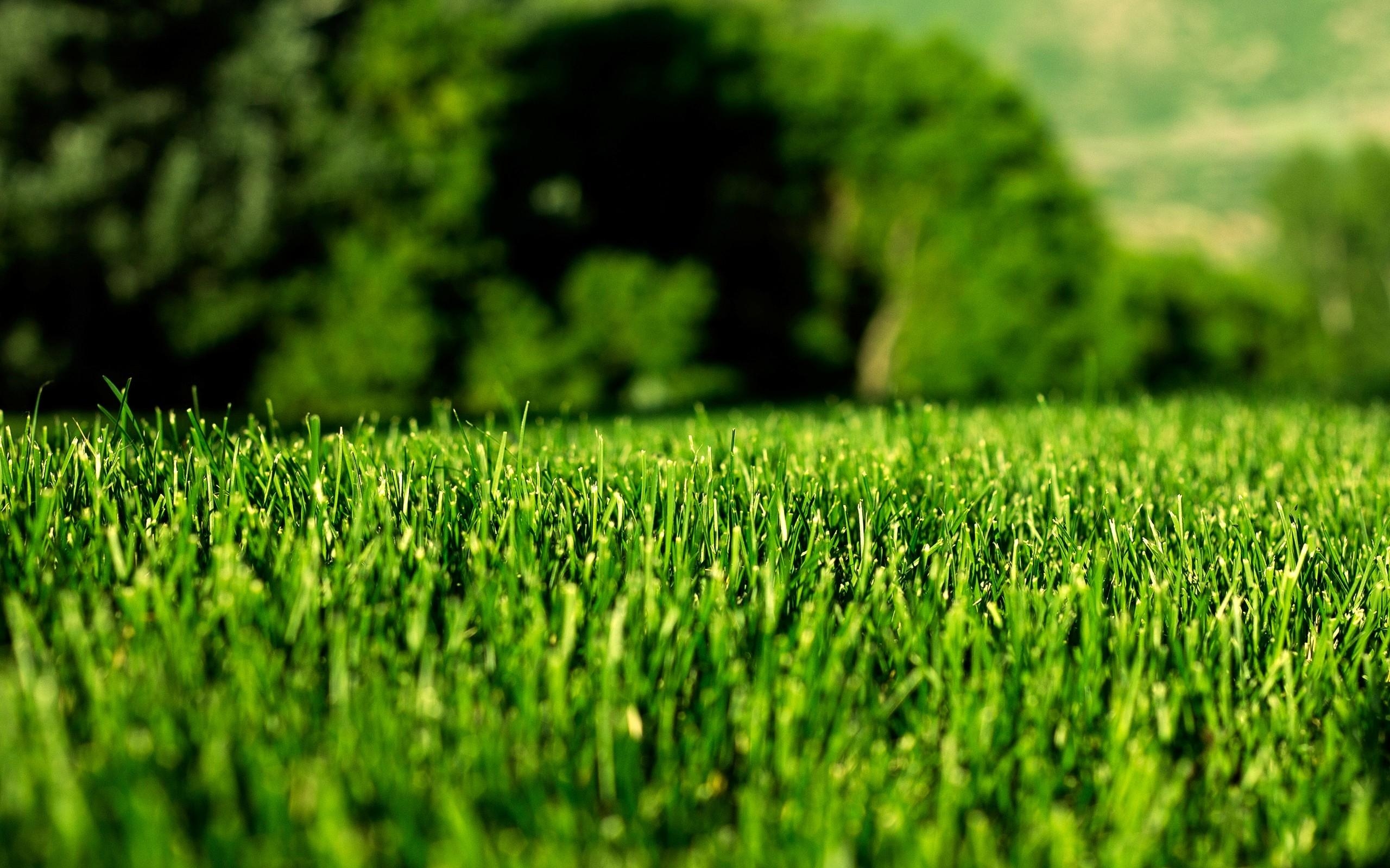 2560x1600 Grass Wallpaper 30 - [2560 x 1707], Desktop