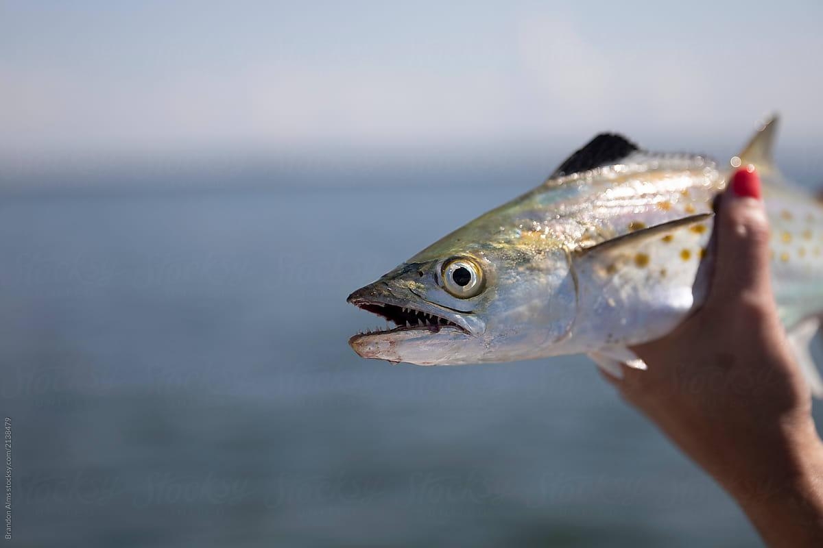 1200x800 Atlantic Spanish Mackerel Closeup in Hands, Desktop