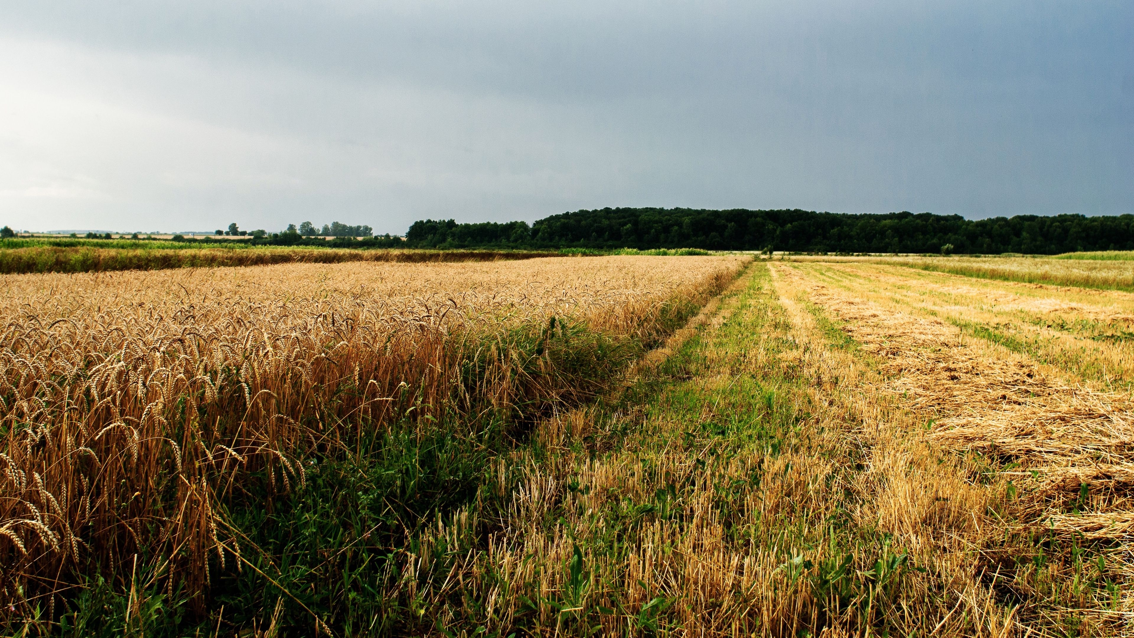 3840x2160 Wallpaper 4k field, agriculture, ukraine 4k Agriculture, Field, Ukraine, Desktop