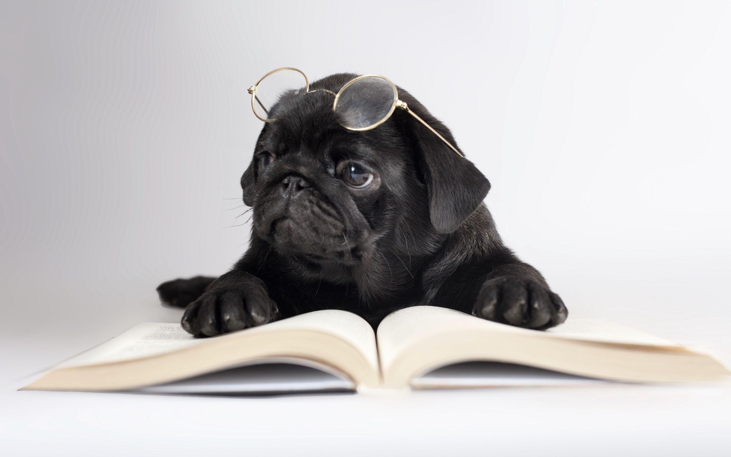 2560x1600 Dogs Black Pug Glasses Book Animals humor puppy wallpaper, Desktop