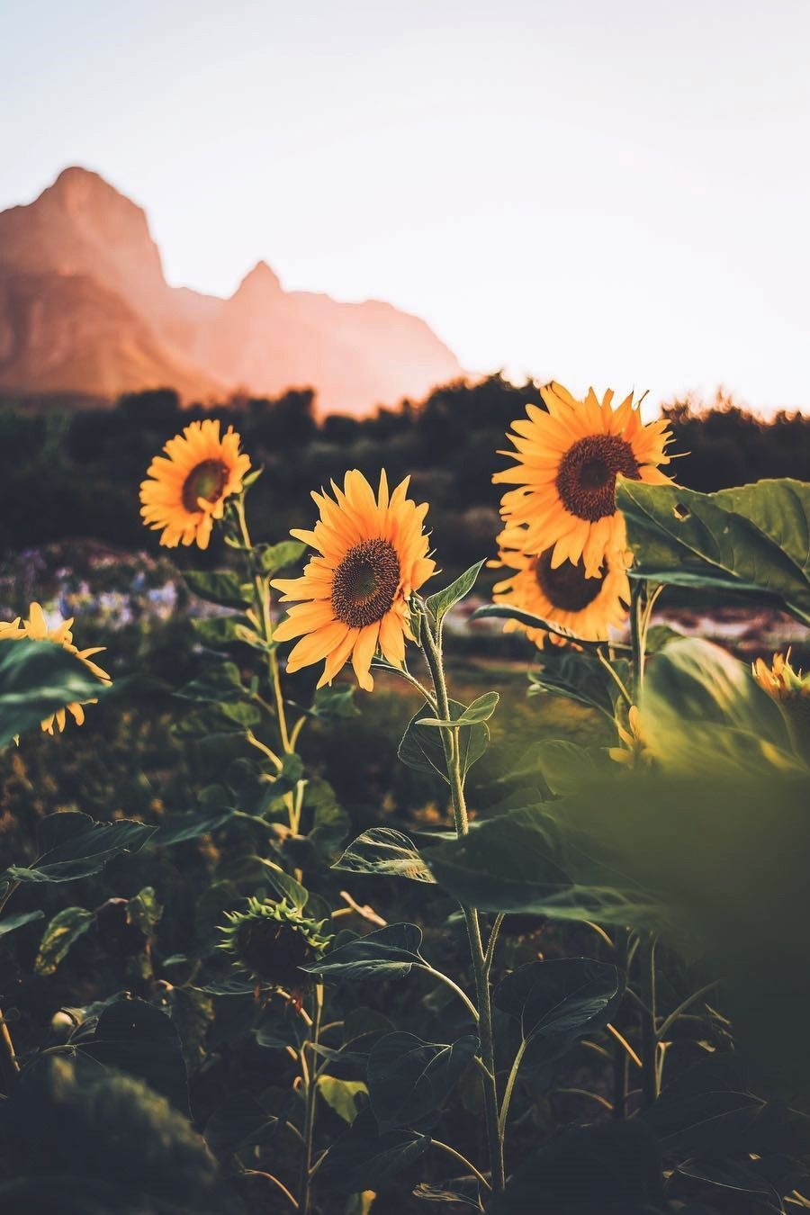 900x1350 Yellow Country Wallpaper, HD Yellow Country Background on WallpaperBat, Phone